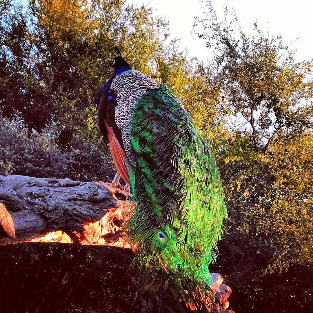 El Jarillal