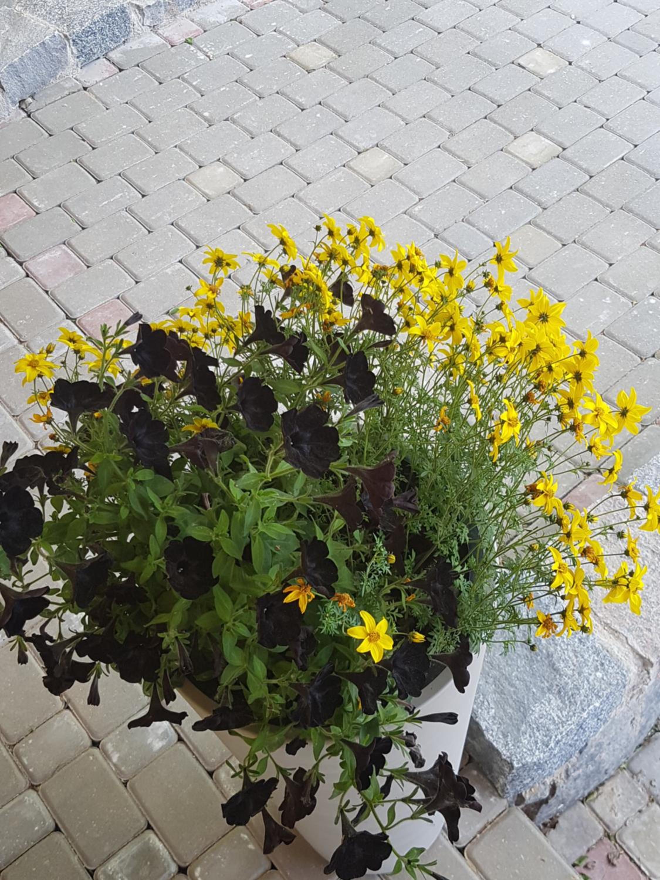 Photo 44
