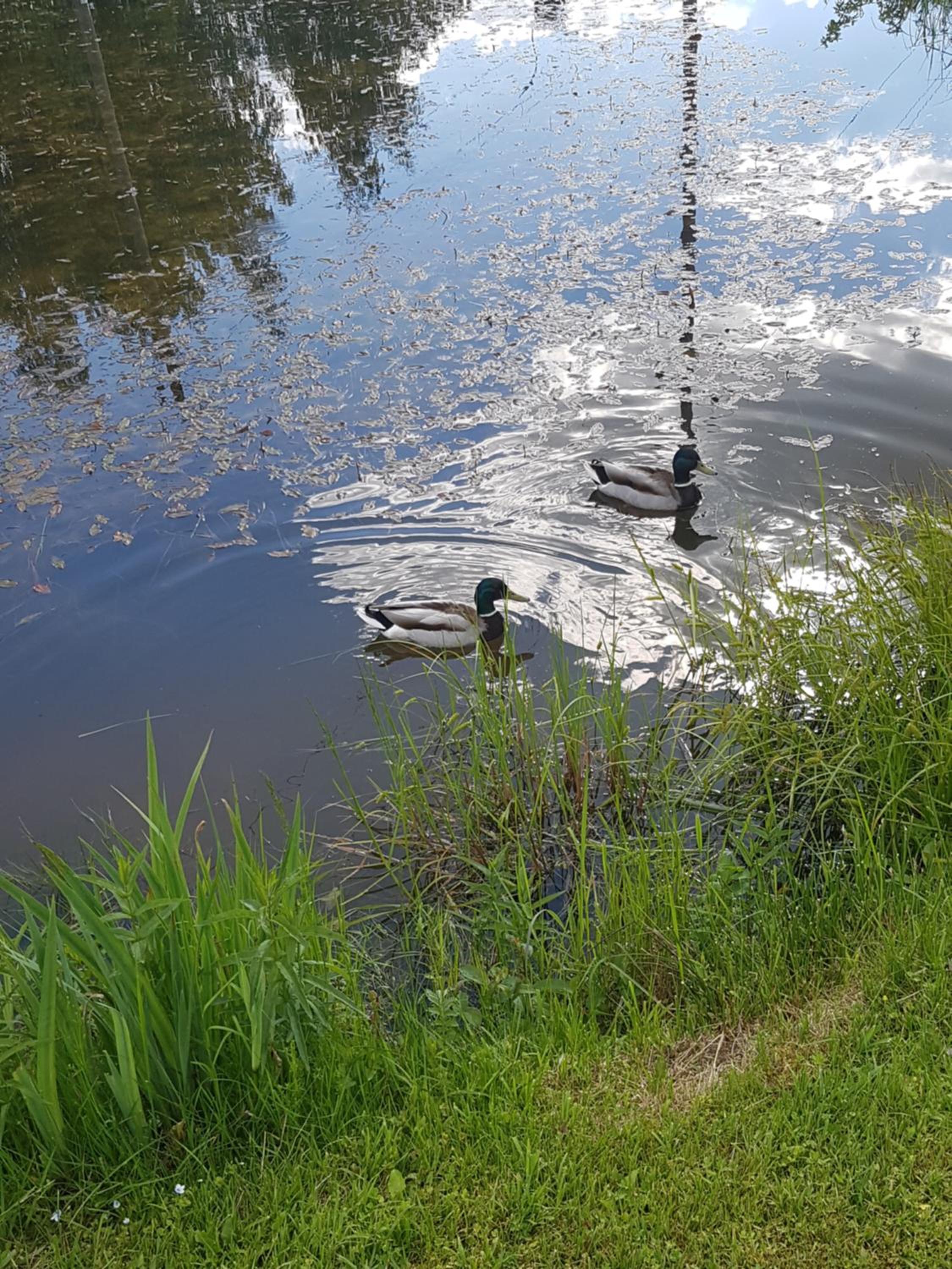 Photo 46
