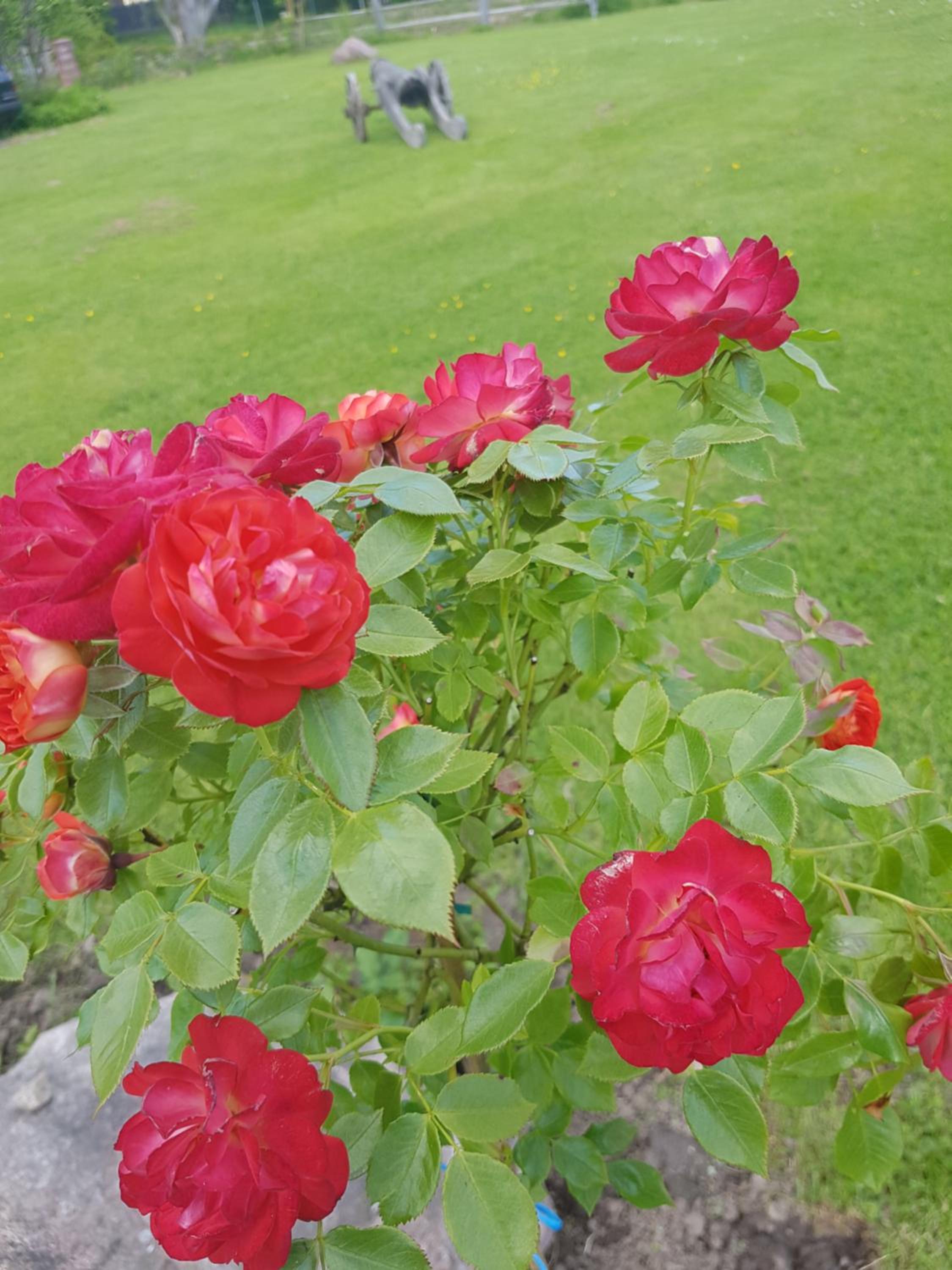 Photo 43