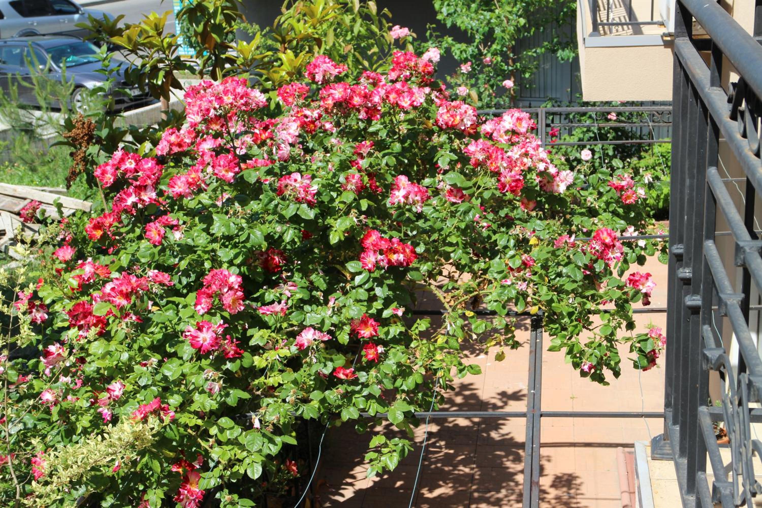 Flowers Apartments