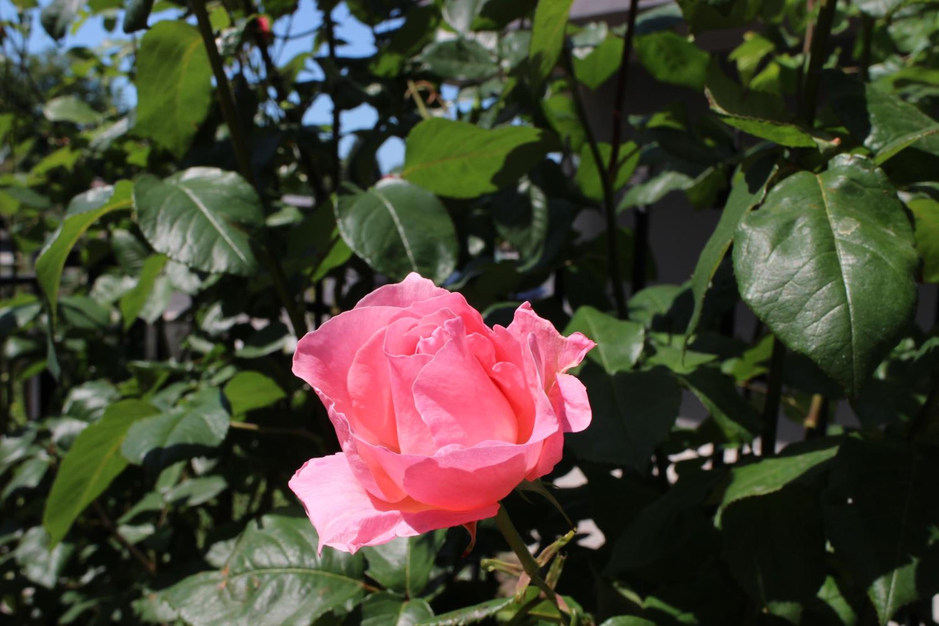 Flowers Apartments