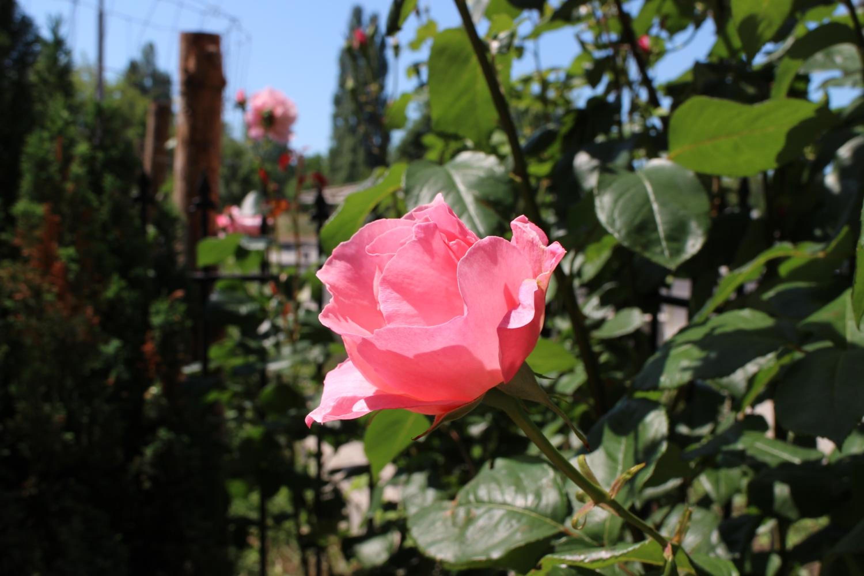 Flowers Apartments