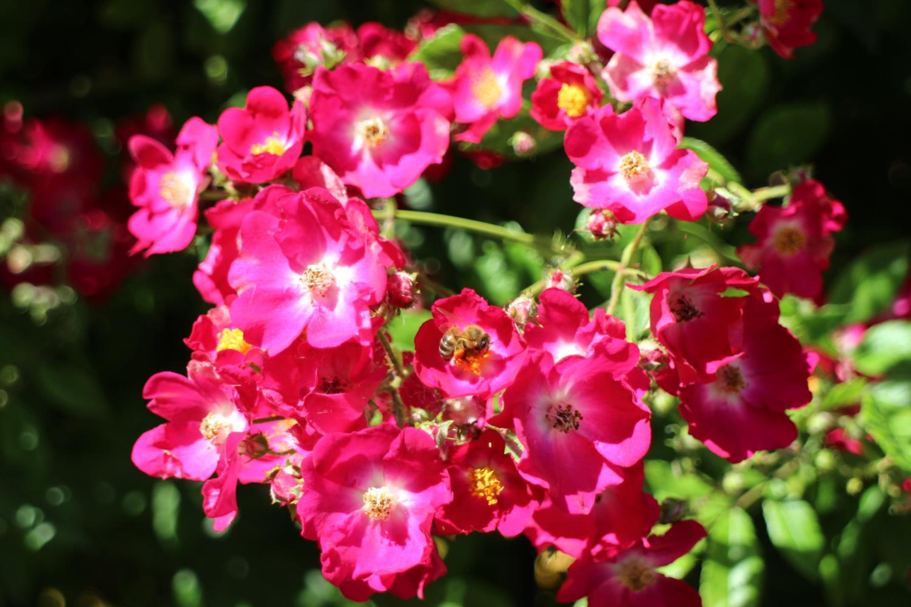 Flowers Apartments
