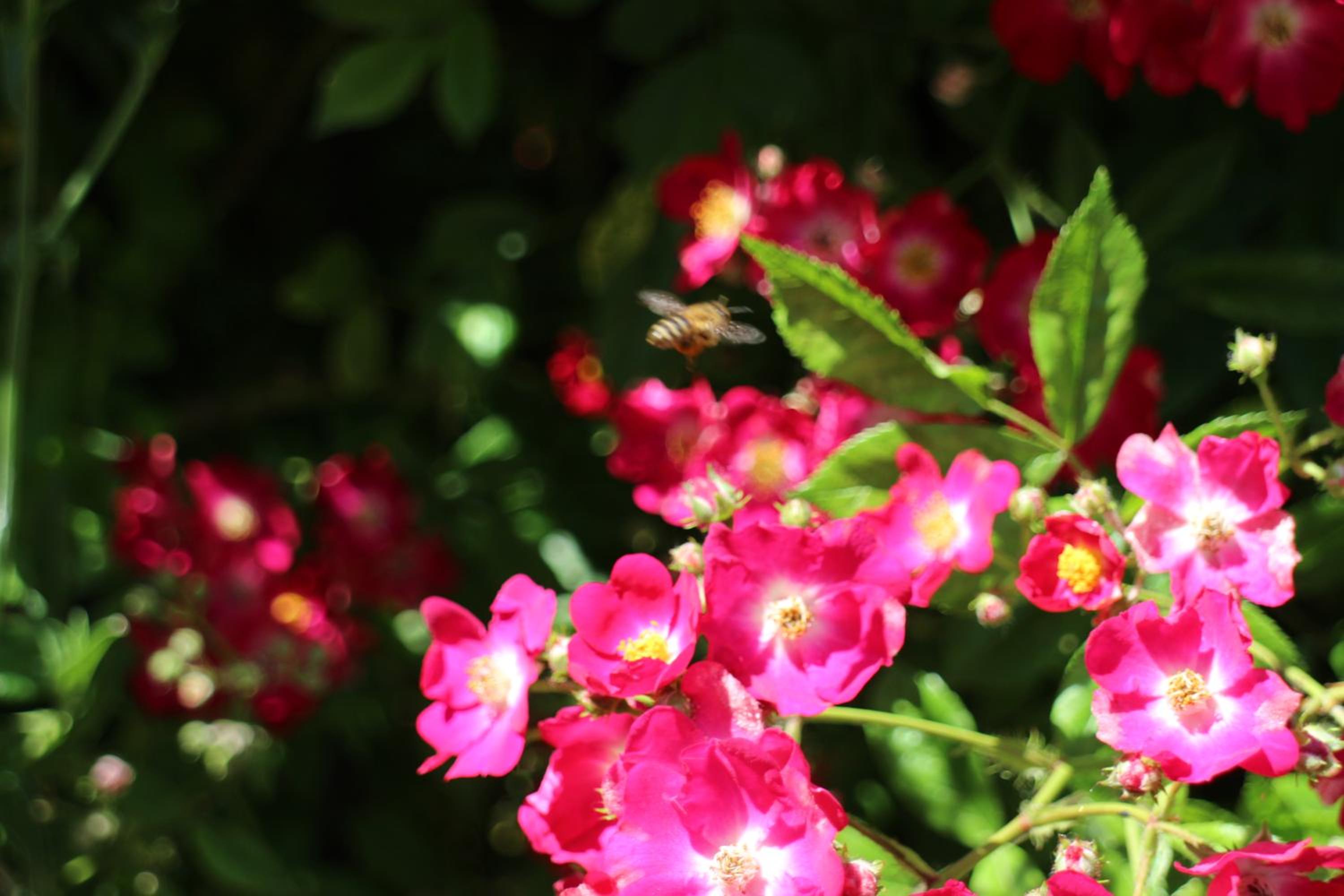 Flowers Apartments