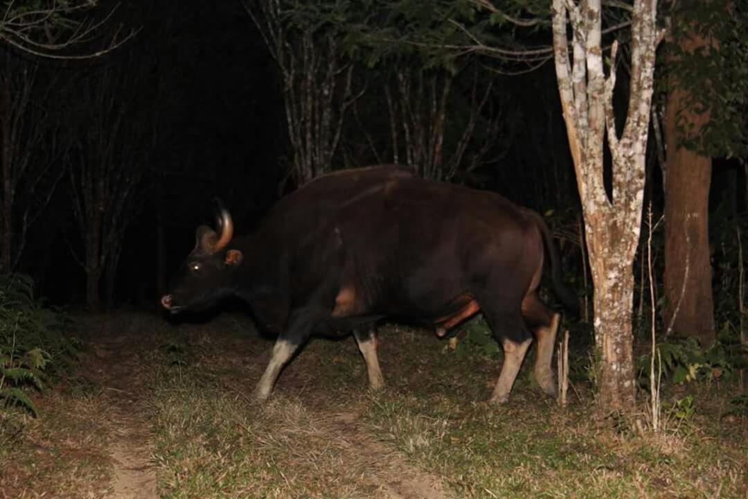 Photo 42