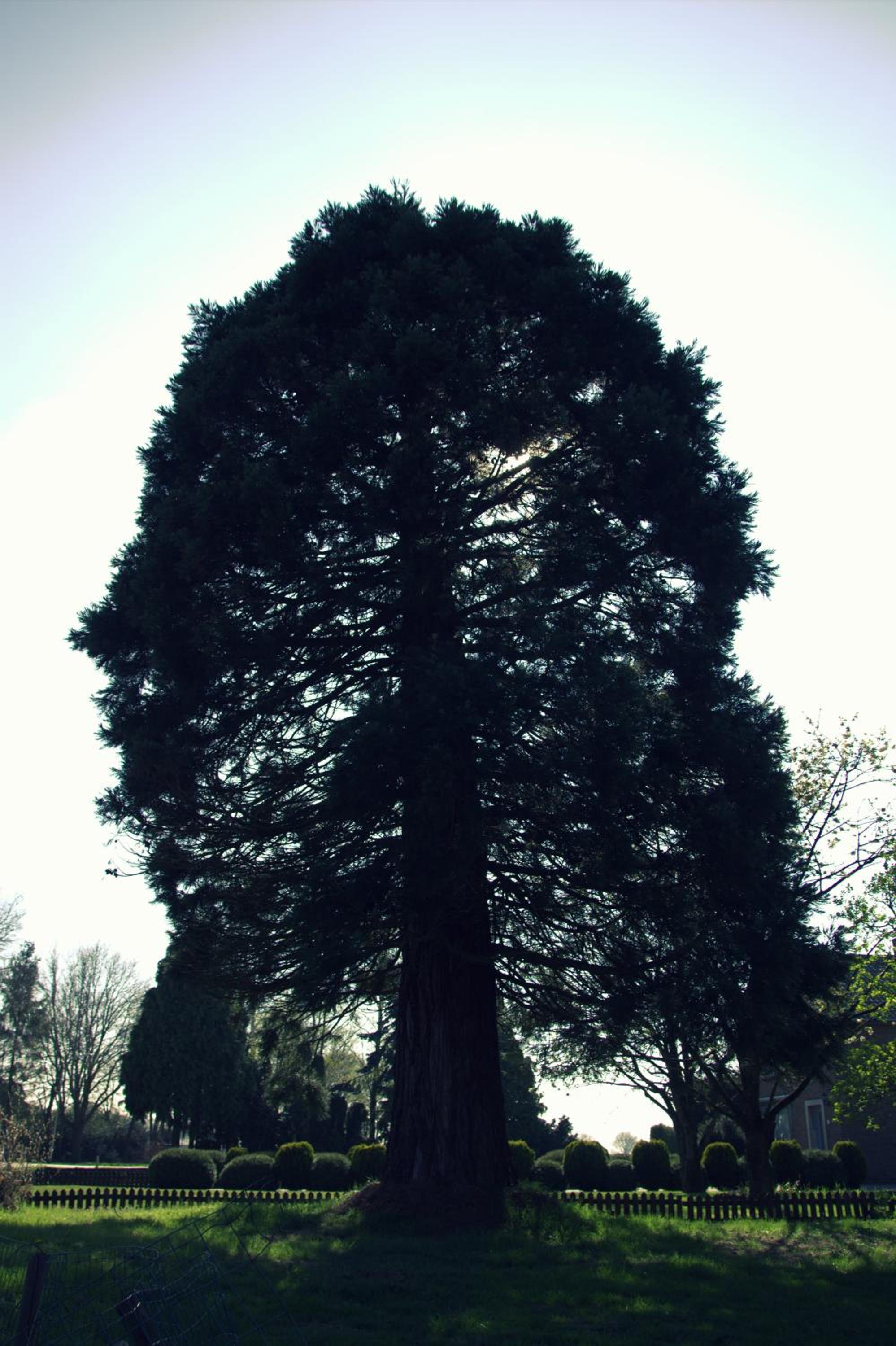 Photo 44