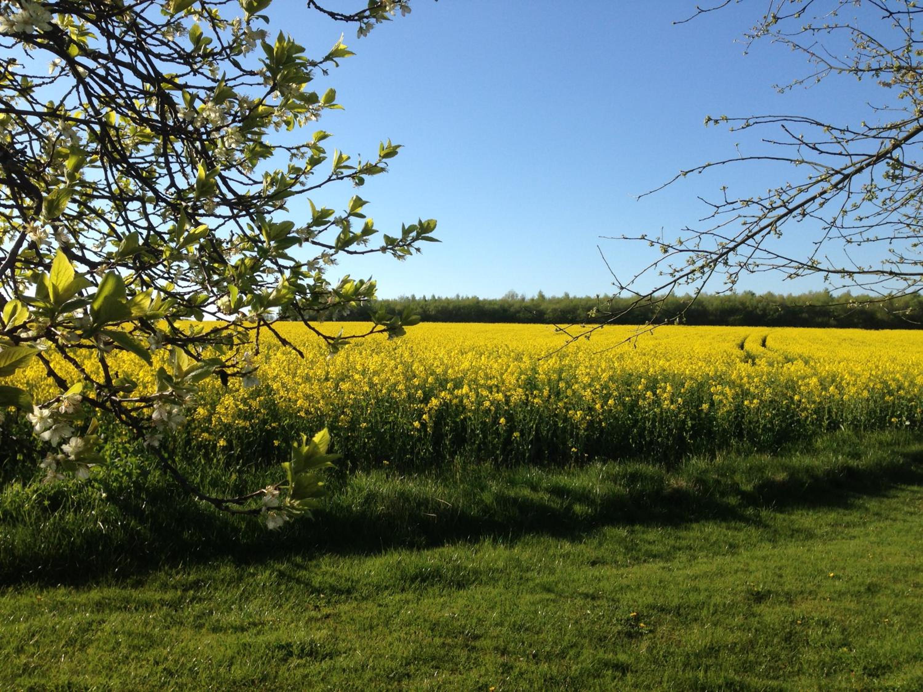 Ruheparadies Im Windfeld