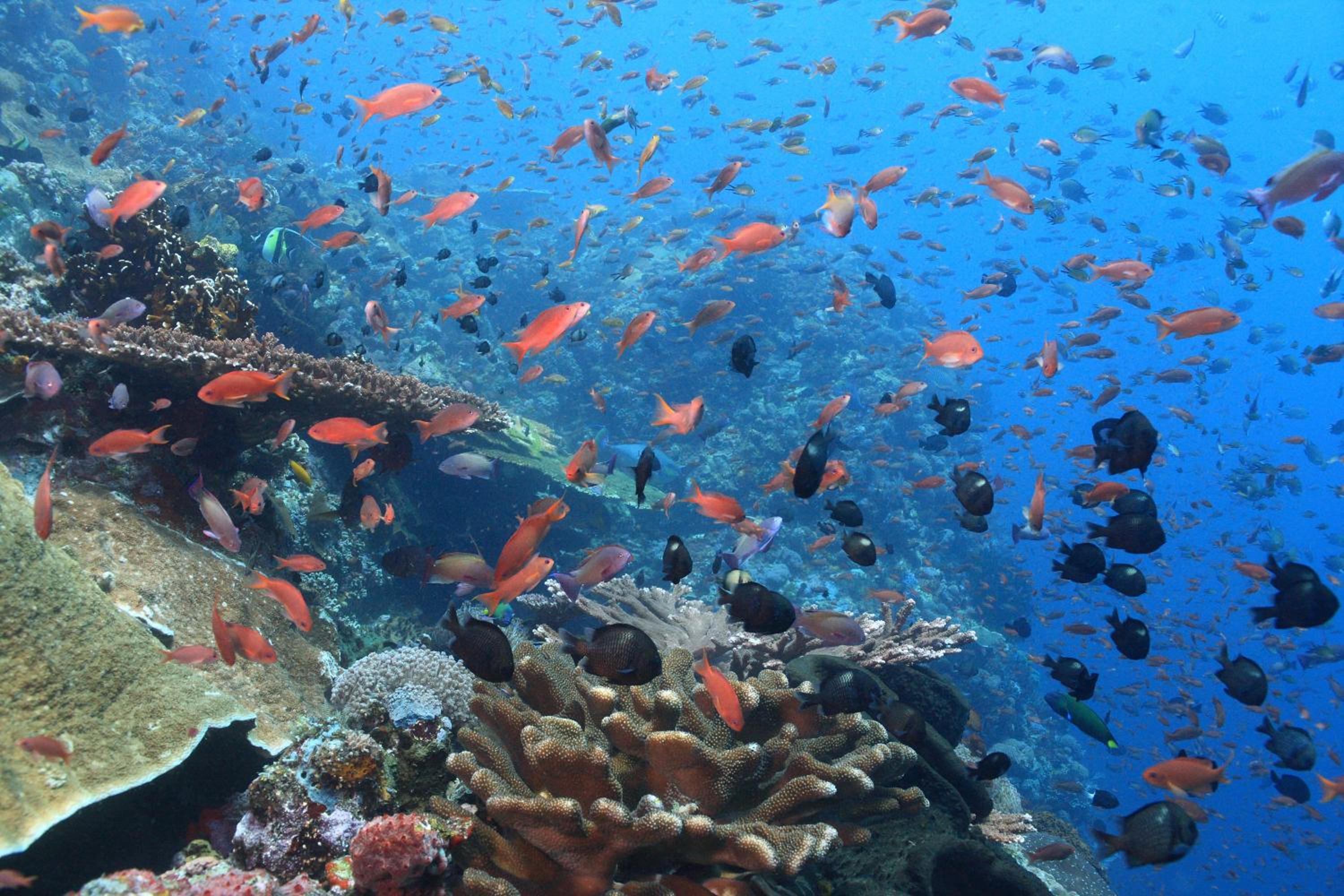 Garuda Dive & Accomodation Nusa Penida
