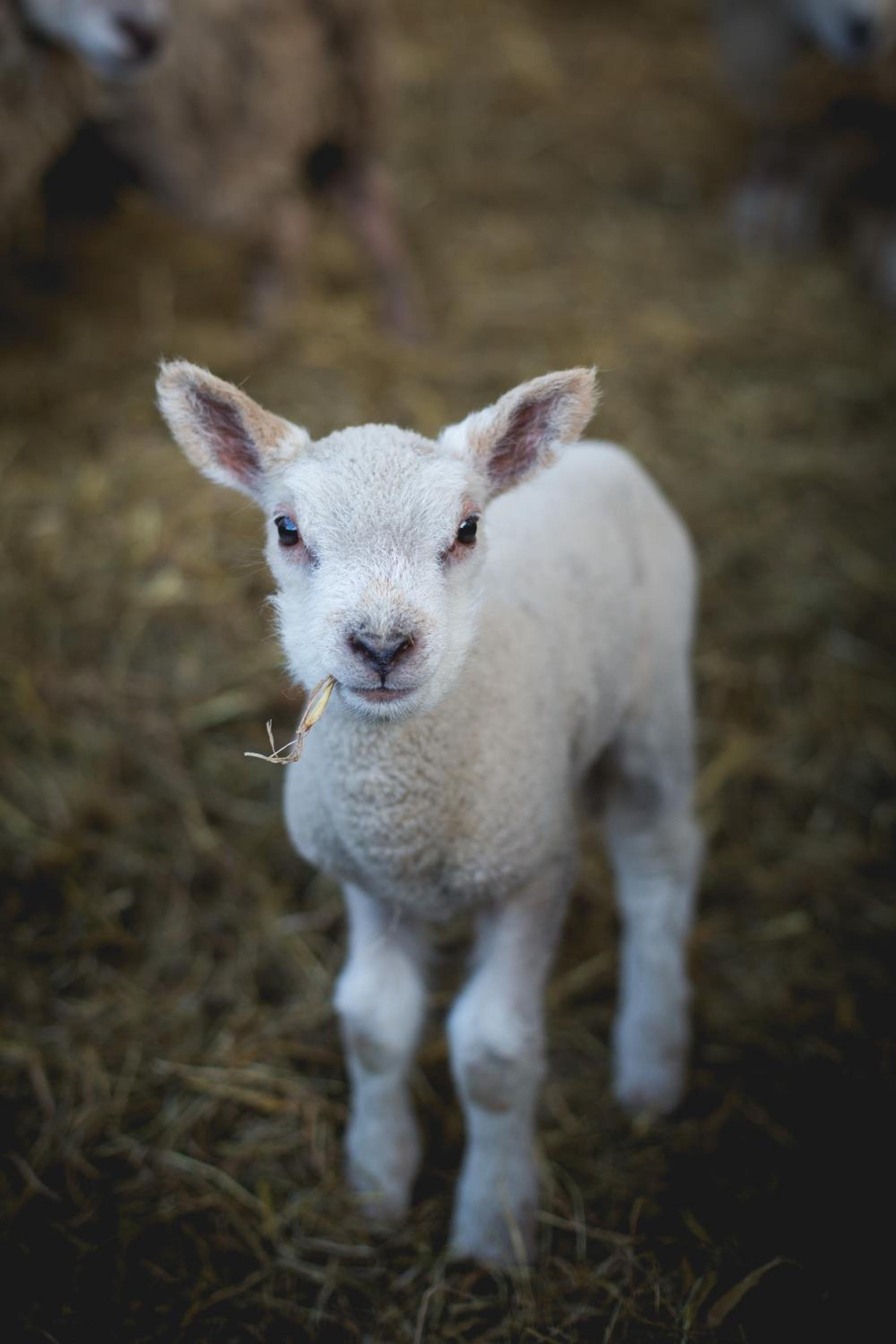 Owen House Farm