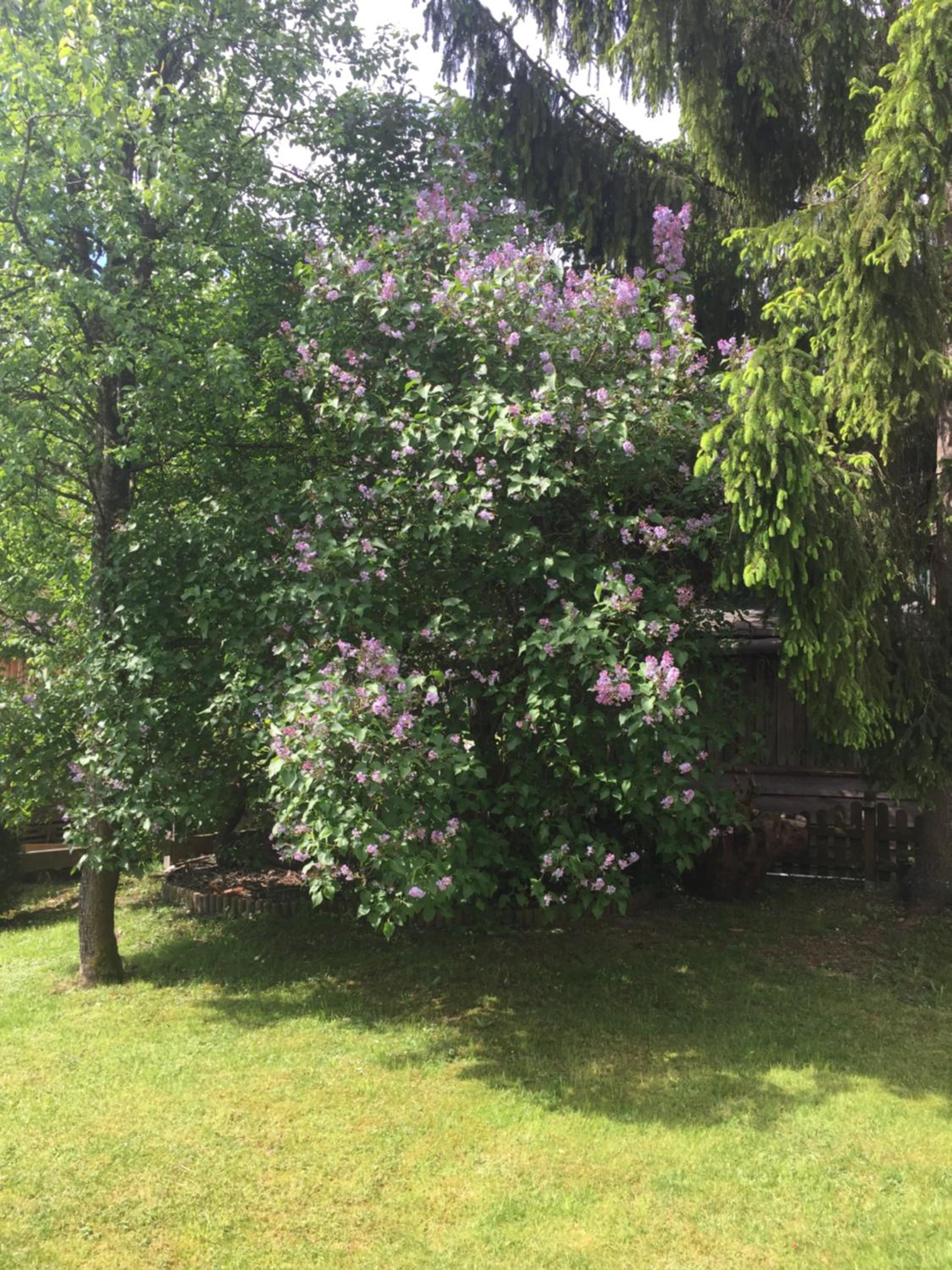 Haus Alpenrose