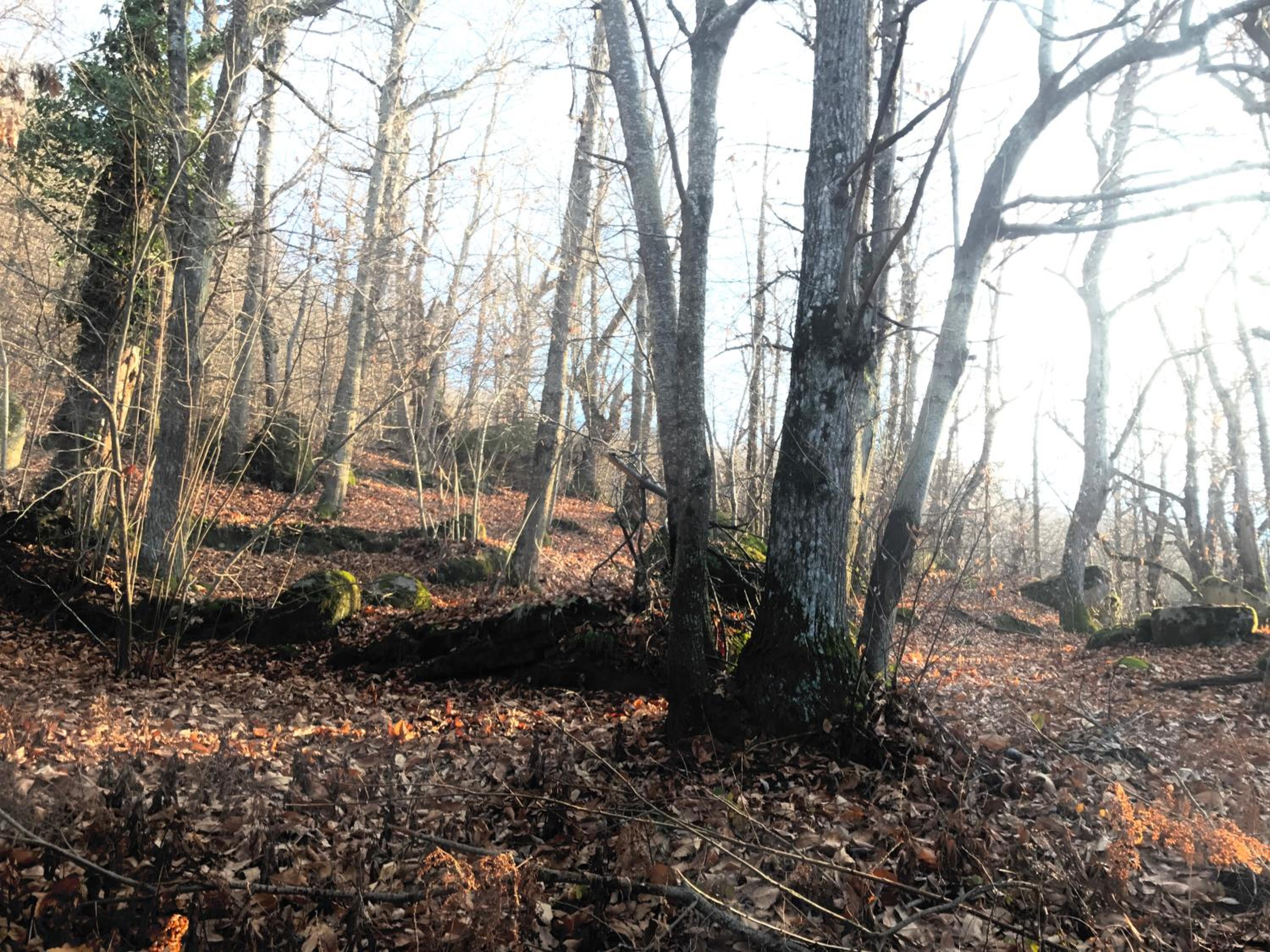 Photo 41