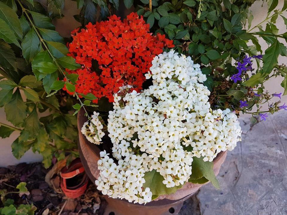 B&B Il Piccolo Giardino