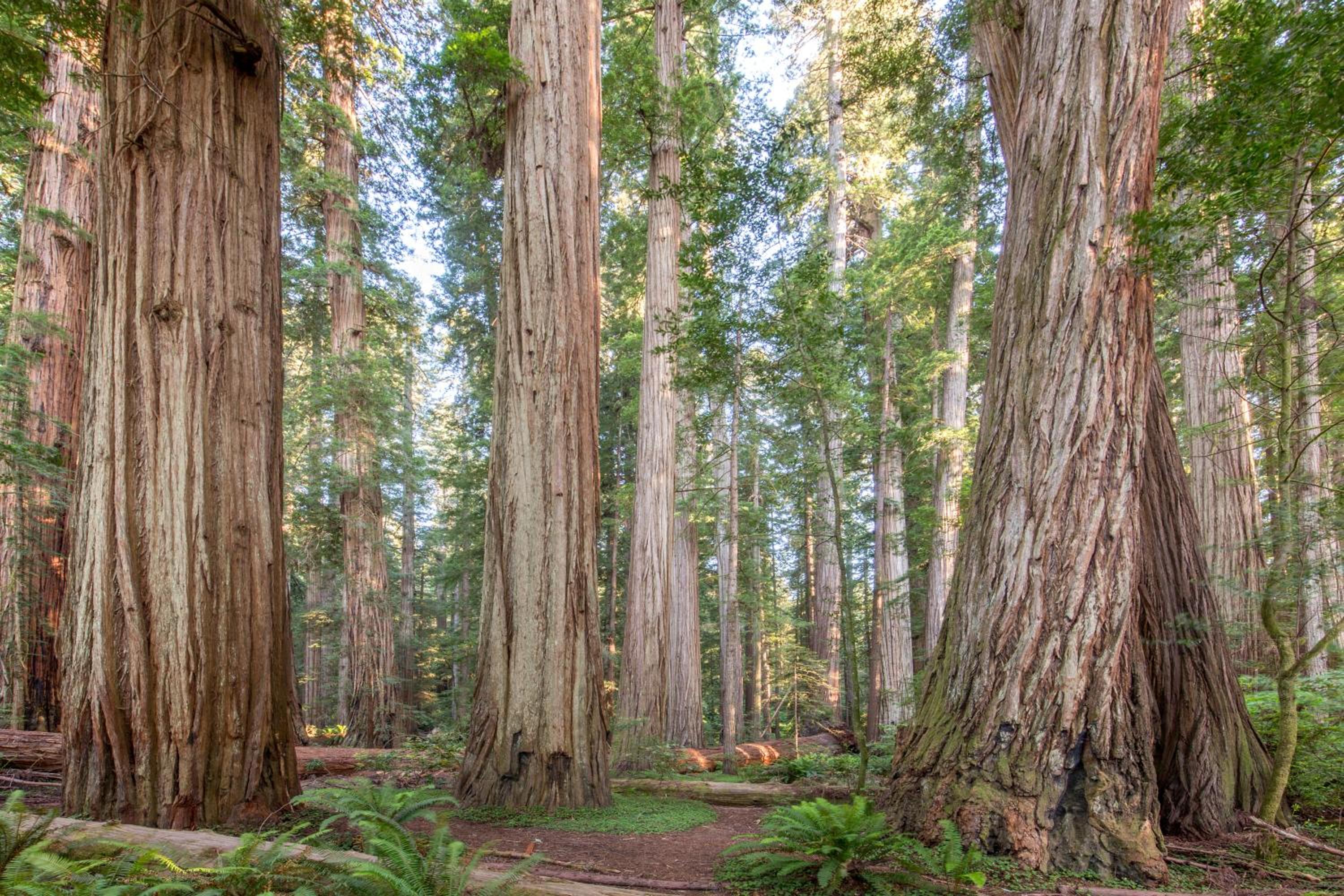 Redwood Inn view 5