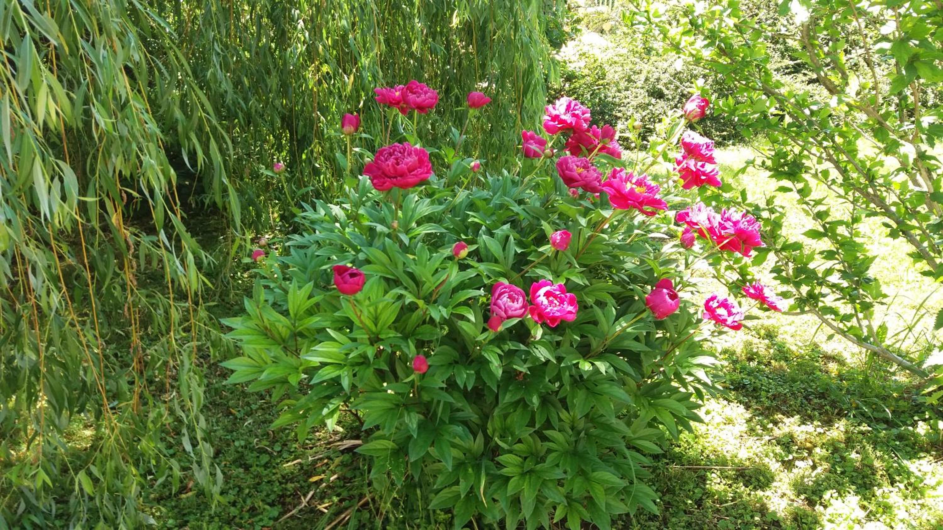 Photo 11