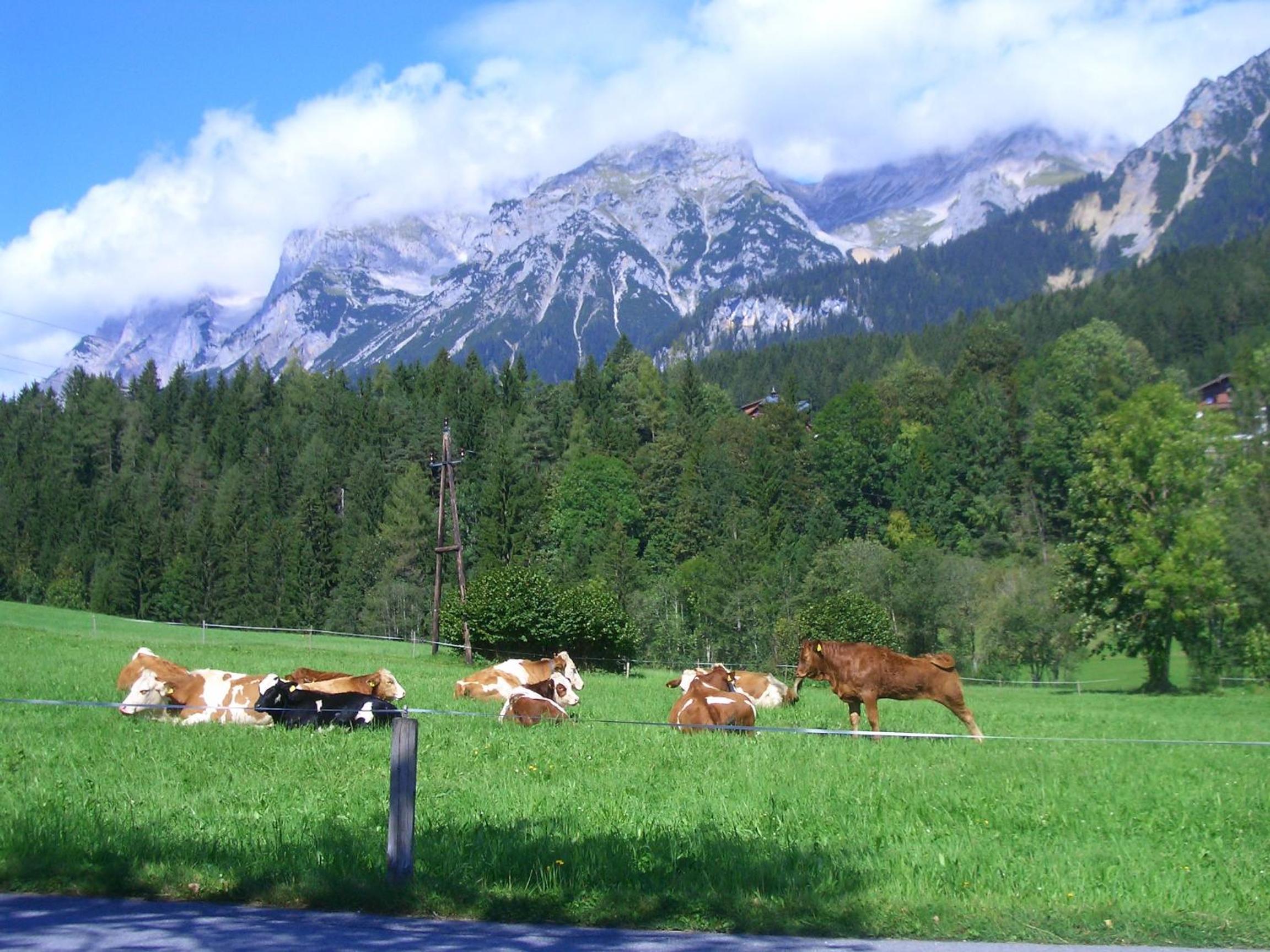 Haslehnerhof