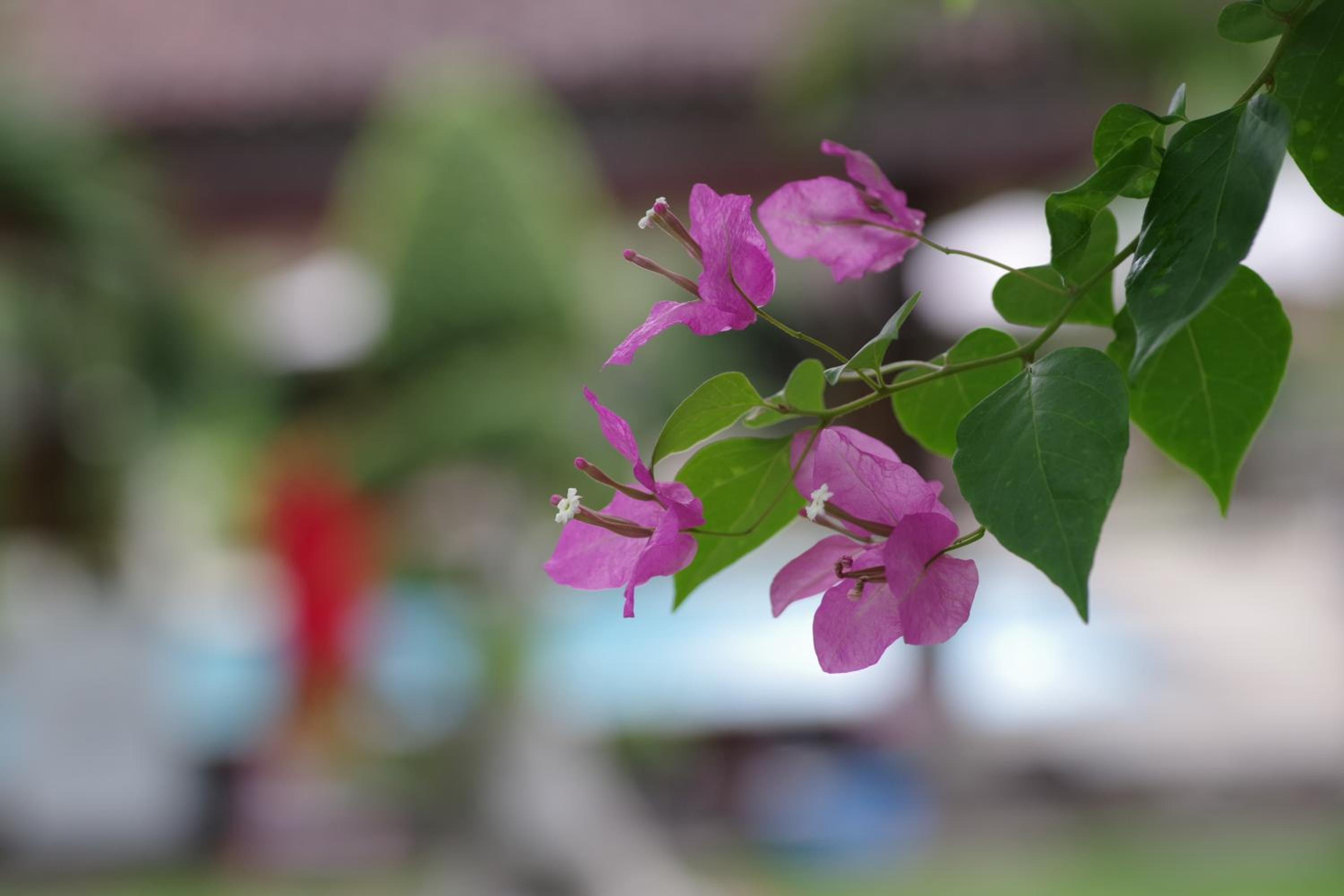 Photo 100