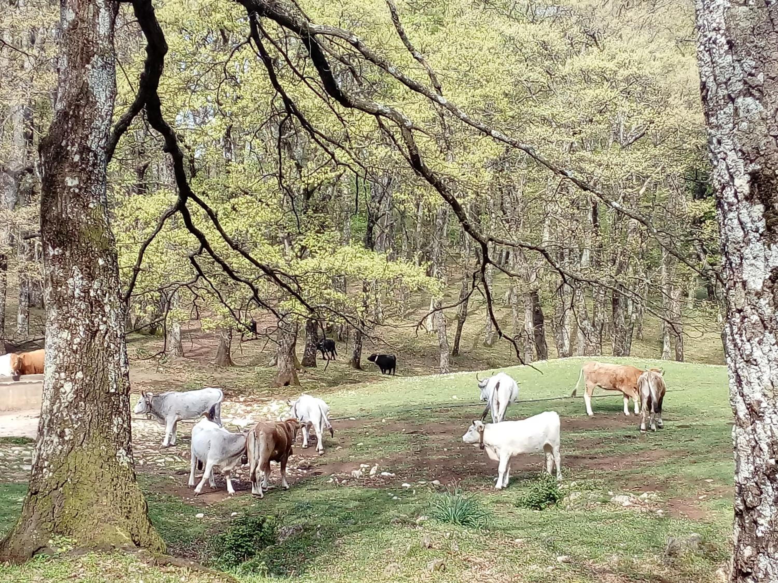 Gio Horses B&B