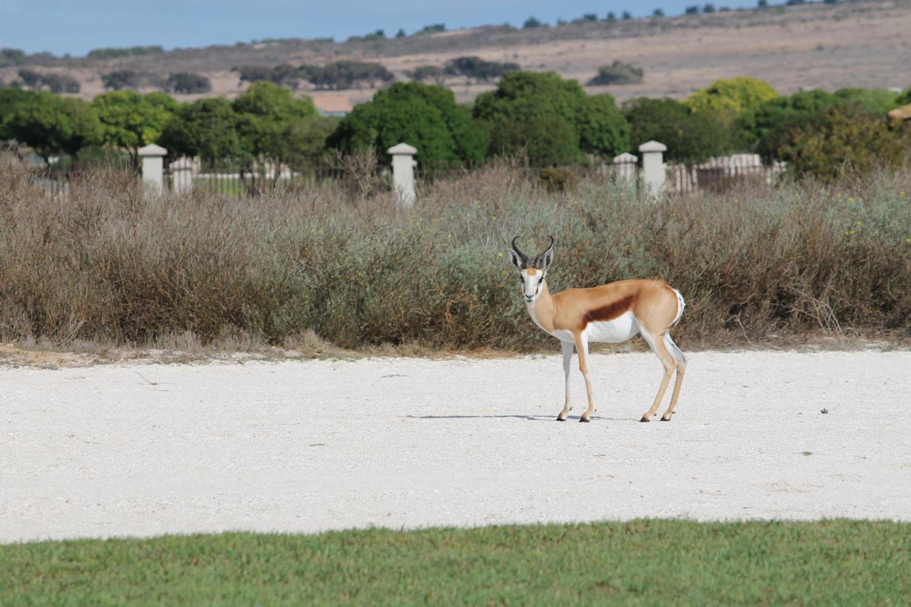 Langebaan Country Estate