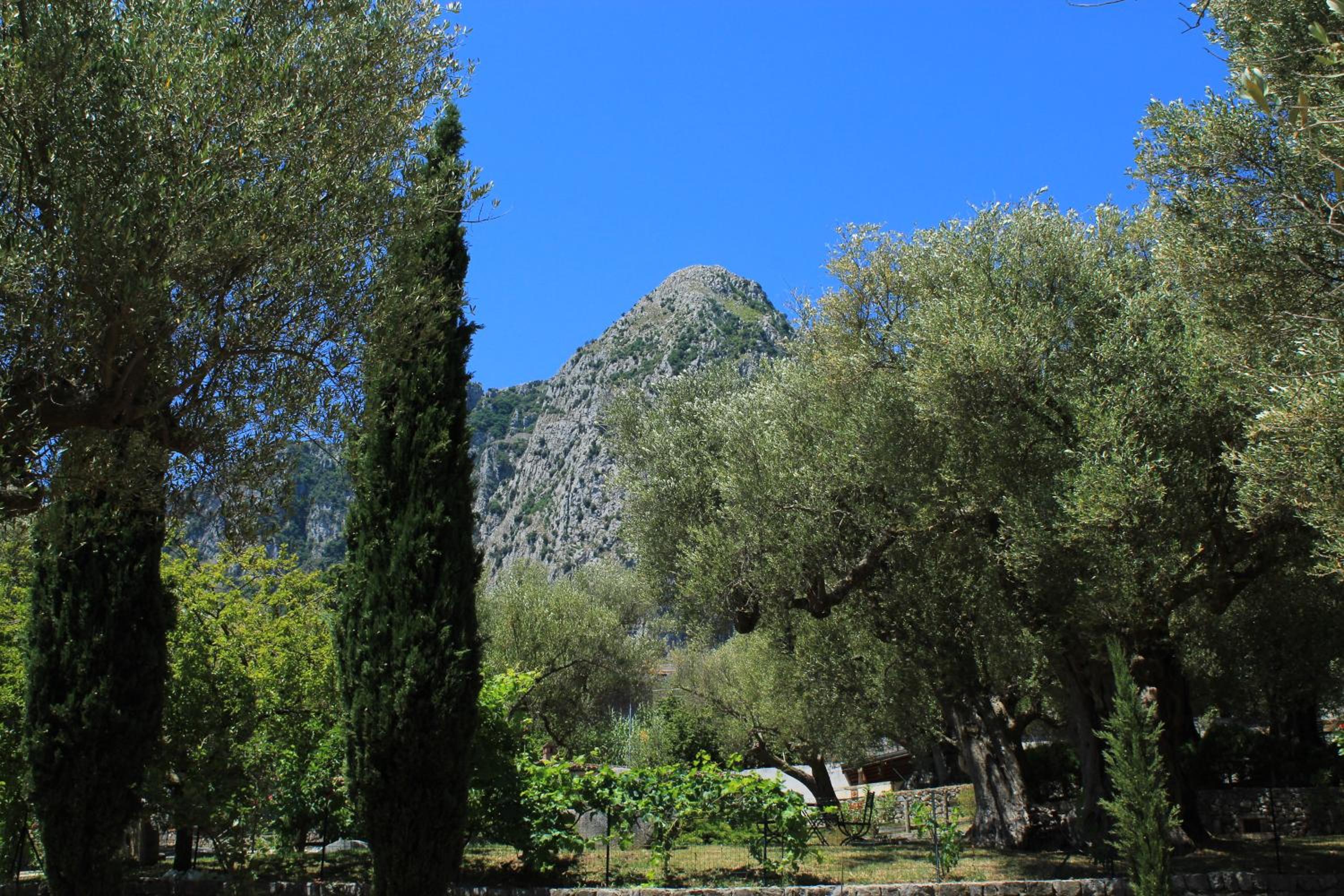 Pie' d'Ulivo