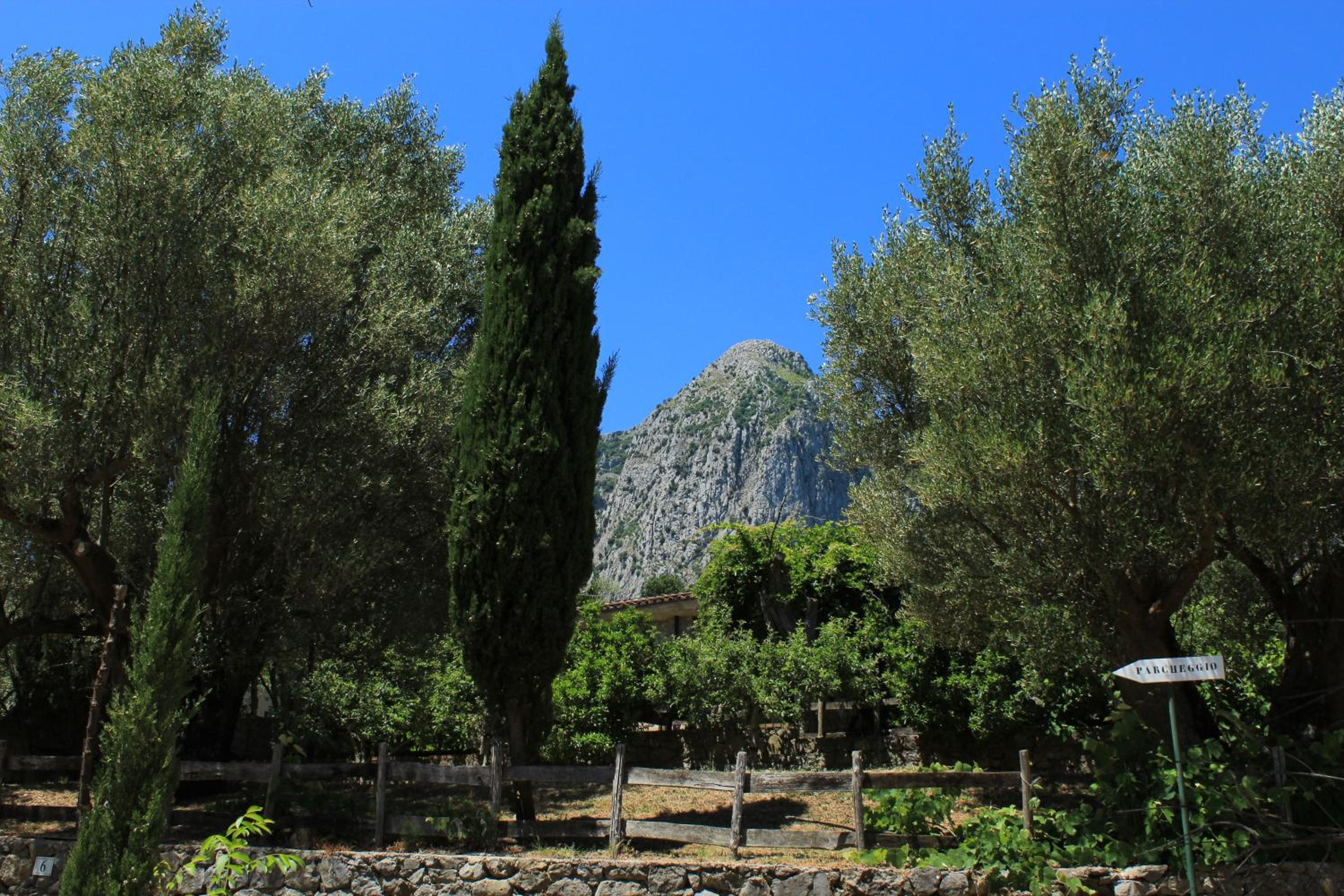 Pie' d'Ulivo
