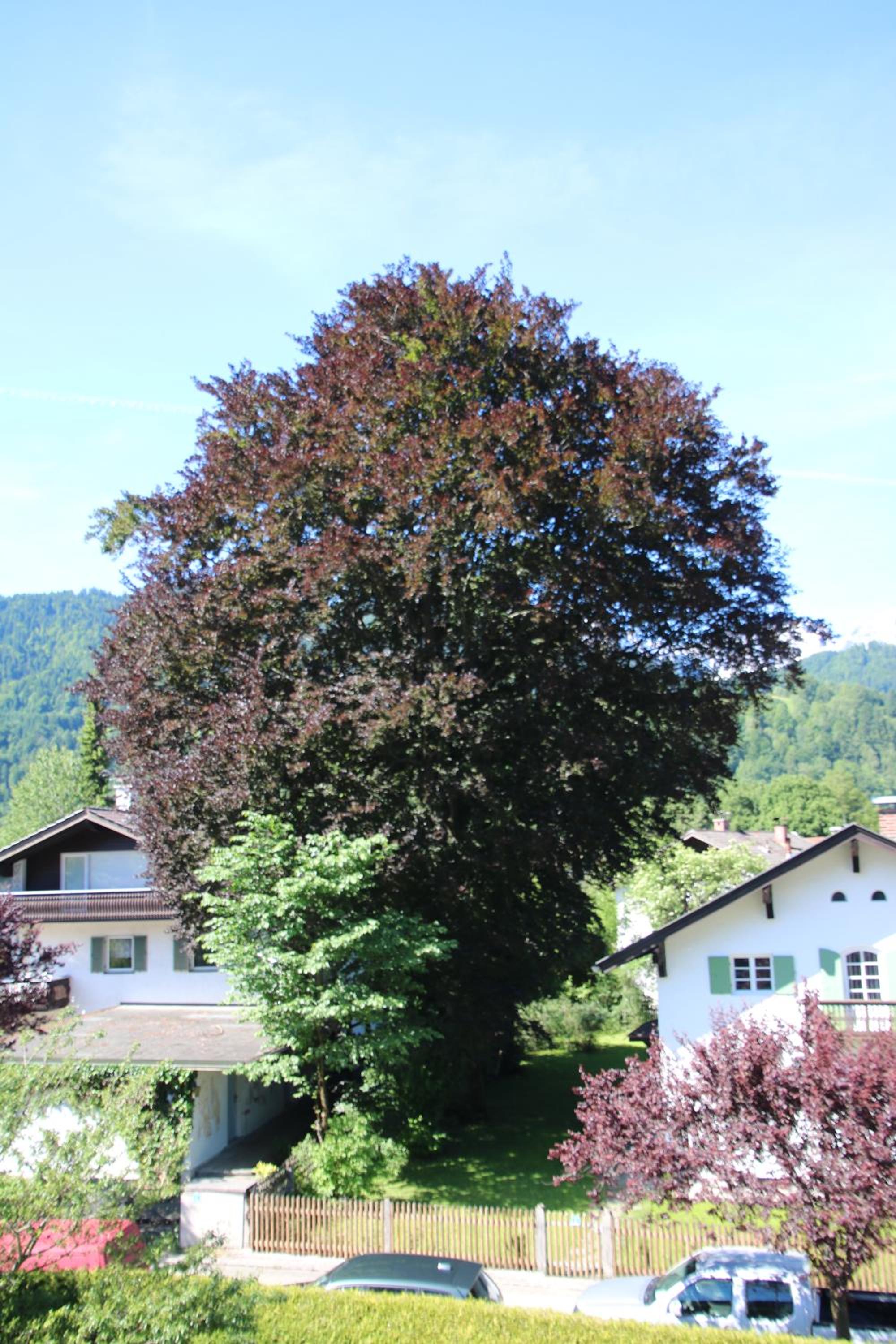 Alpen - Apartments