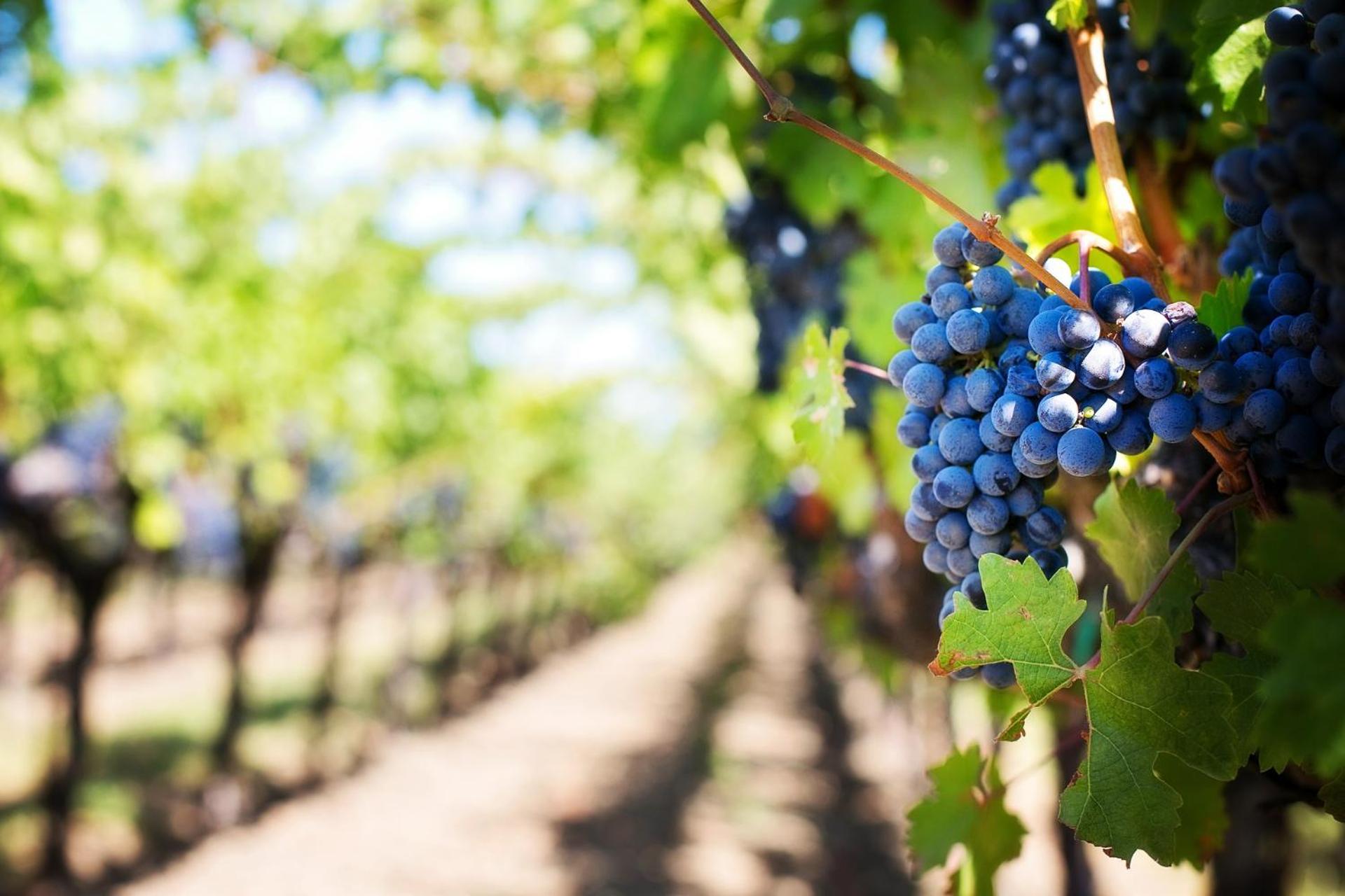 Agriturismo e Agricamping Le Nosare