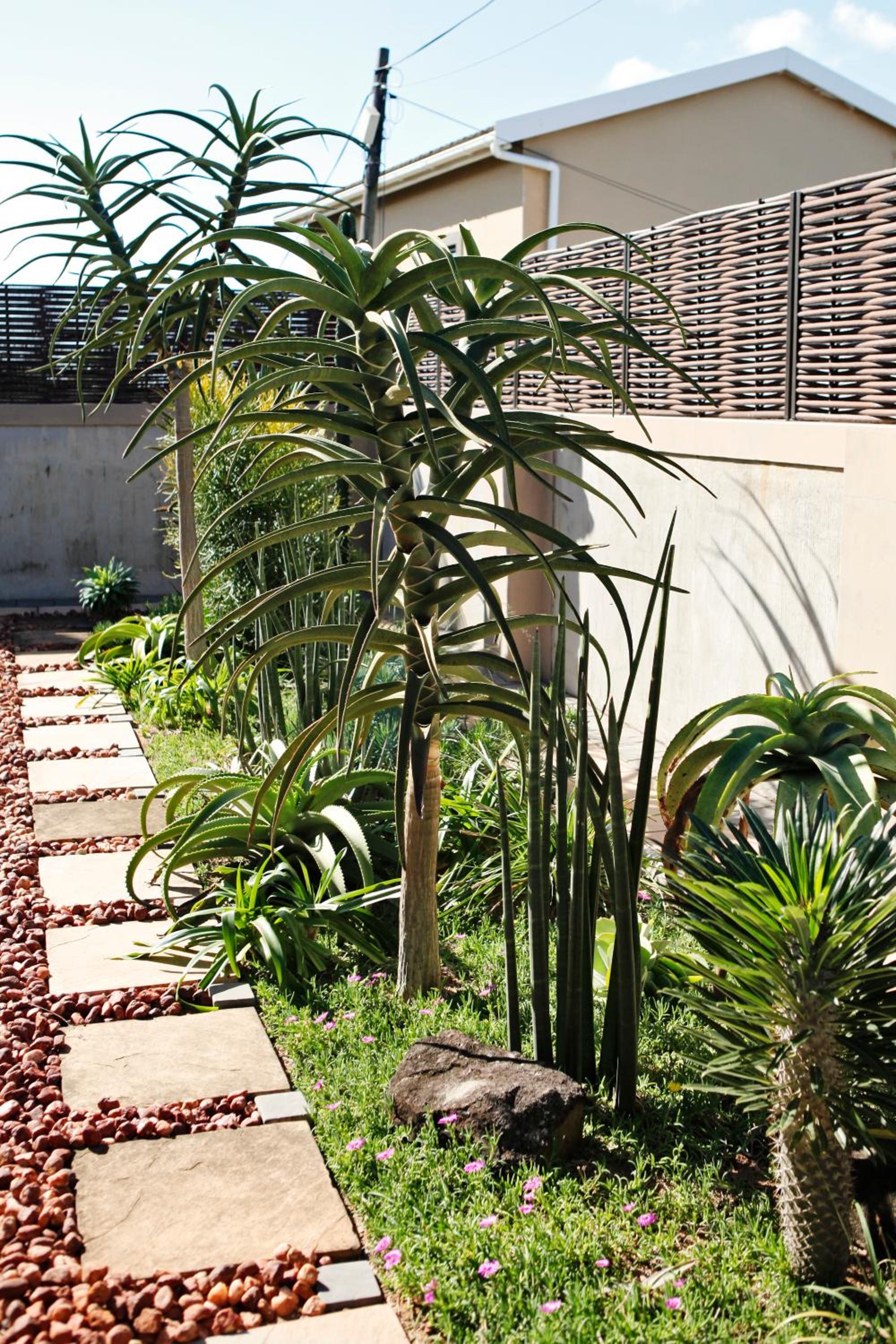 Aloes No.21
