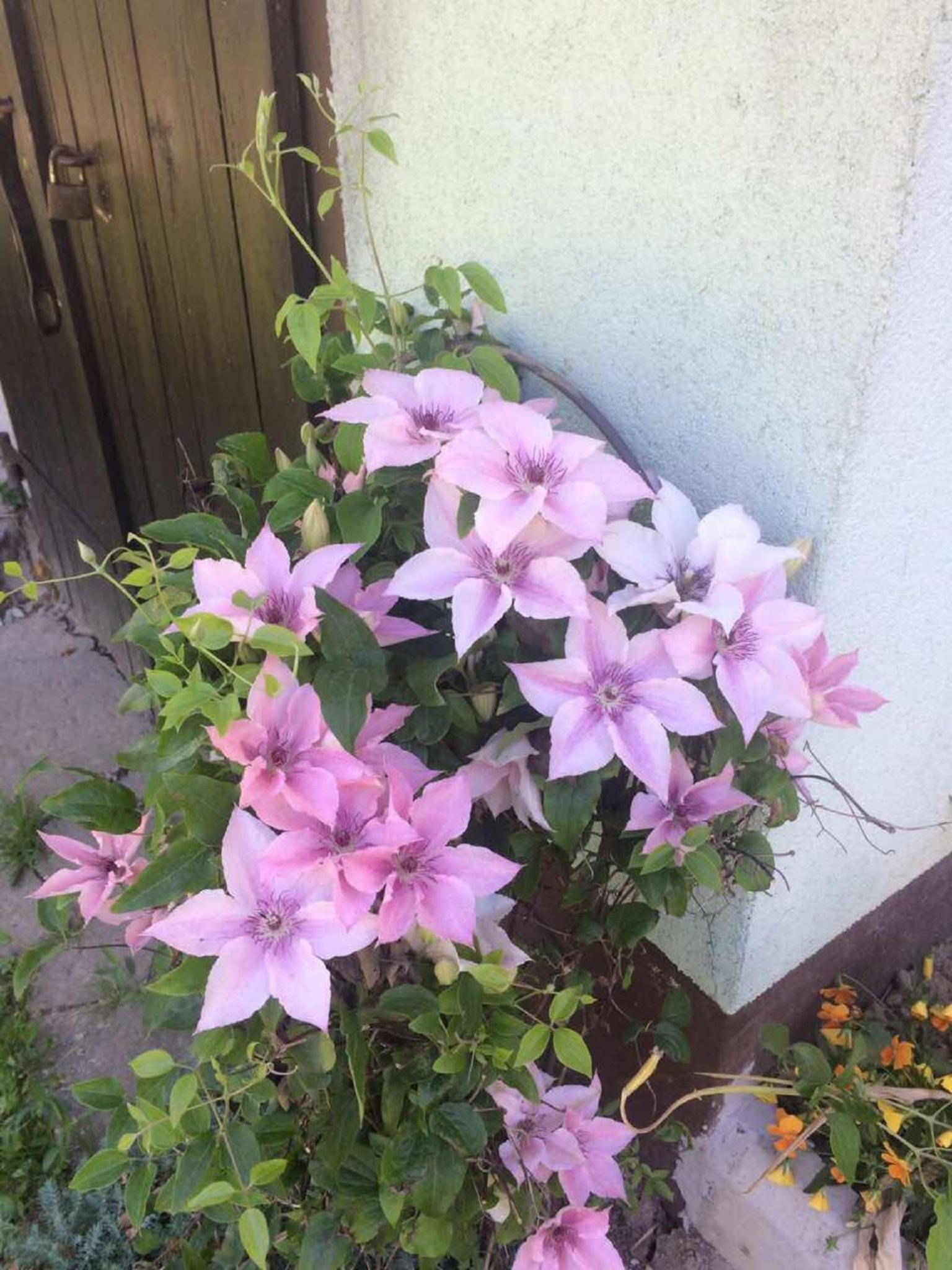 Photo 32