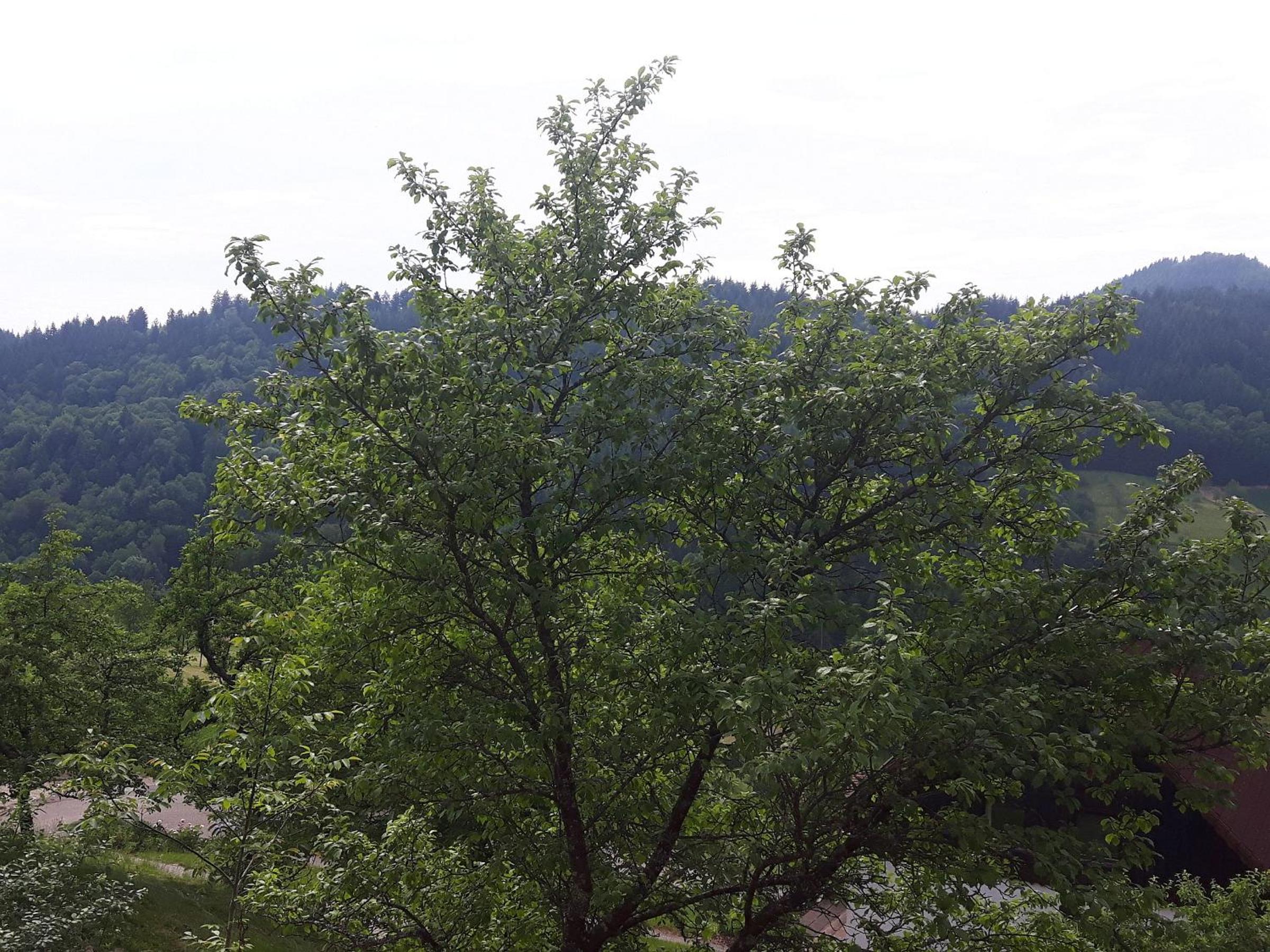 Photo 67