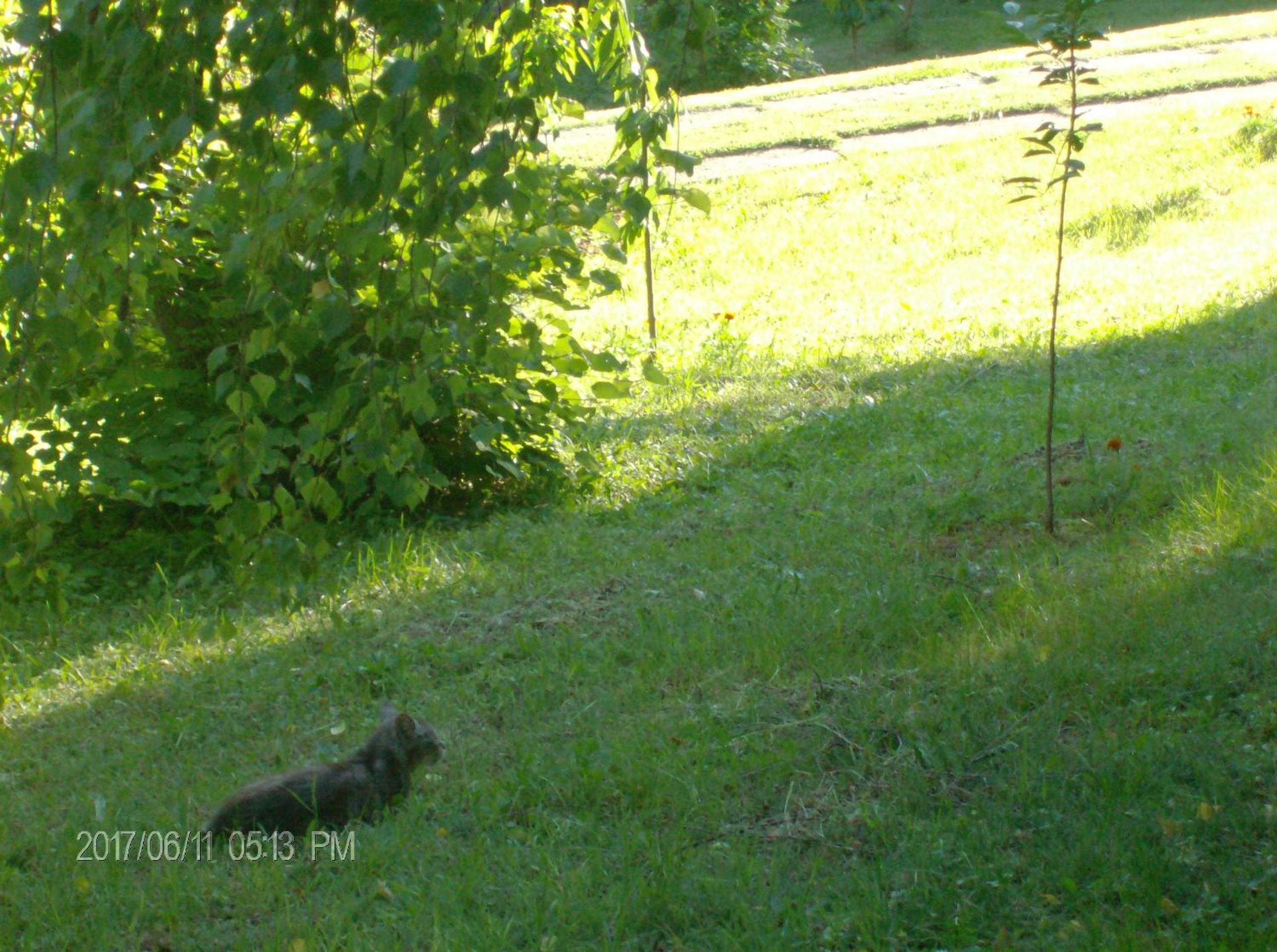 Photo 81