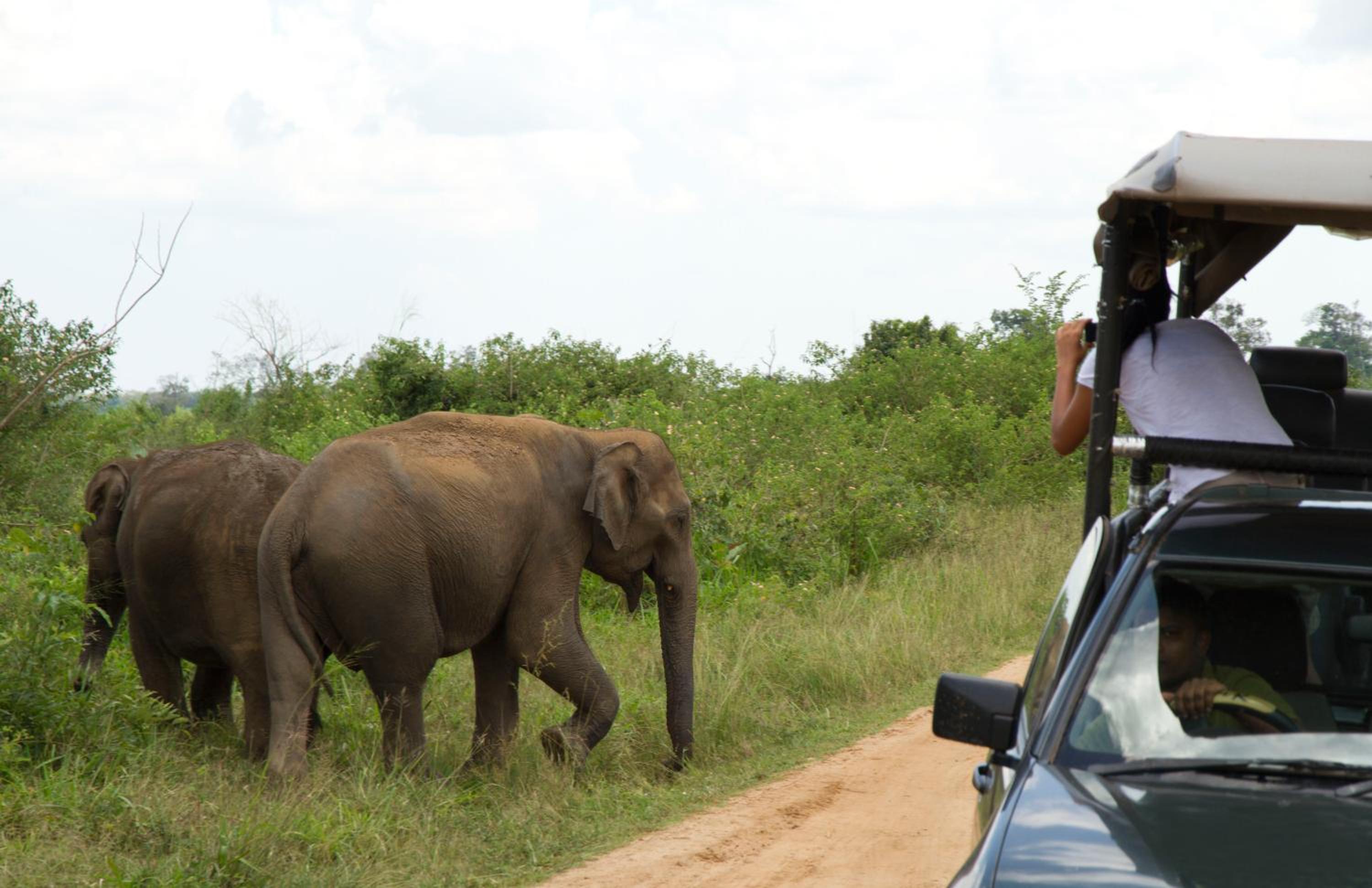 Big Game Udawalawe - by Eco Team