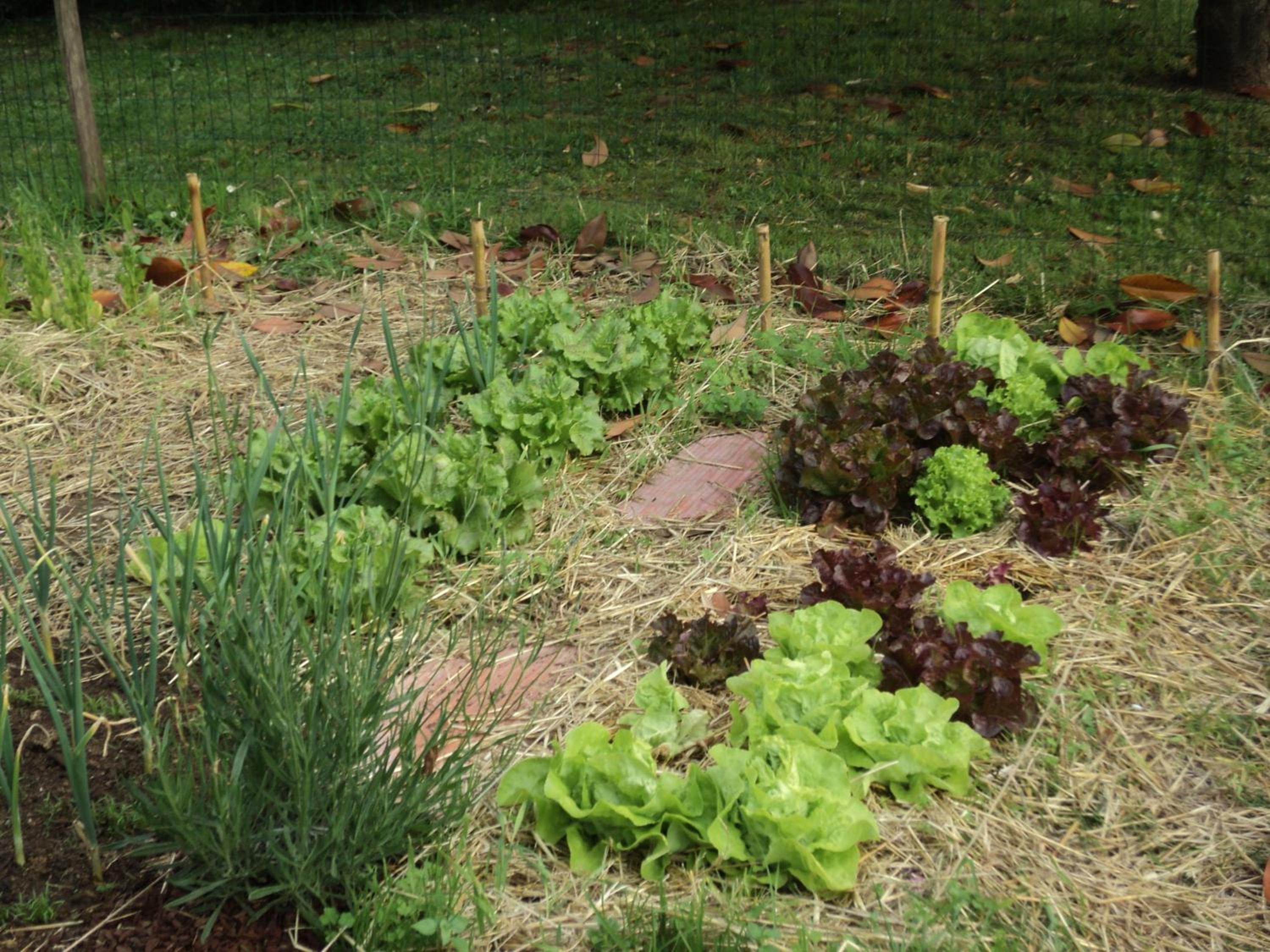 garden