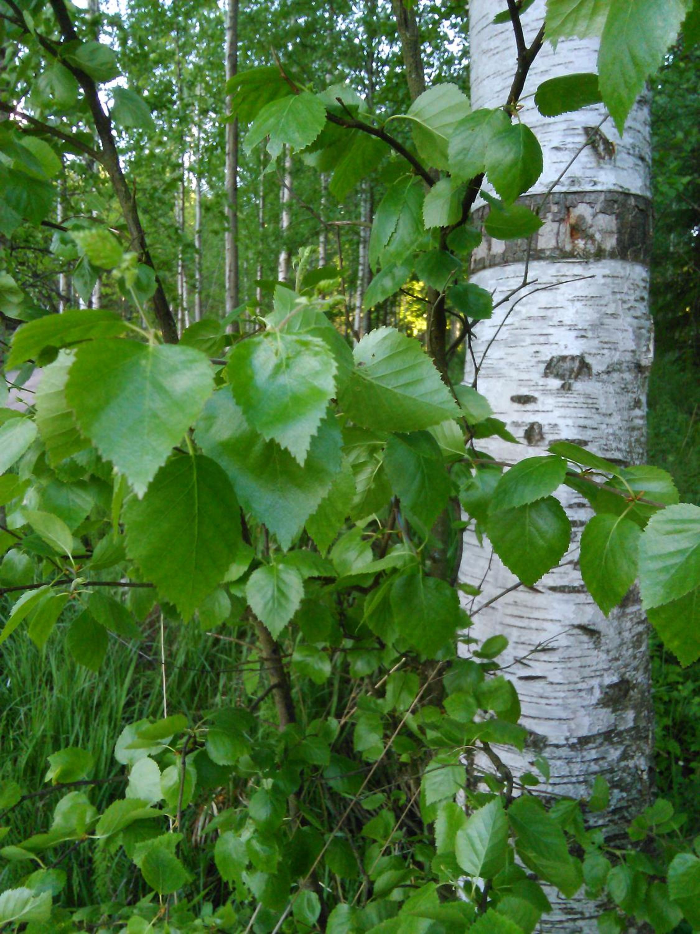 Photo 48
