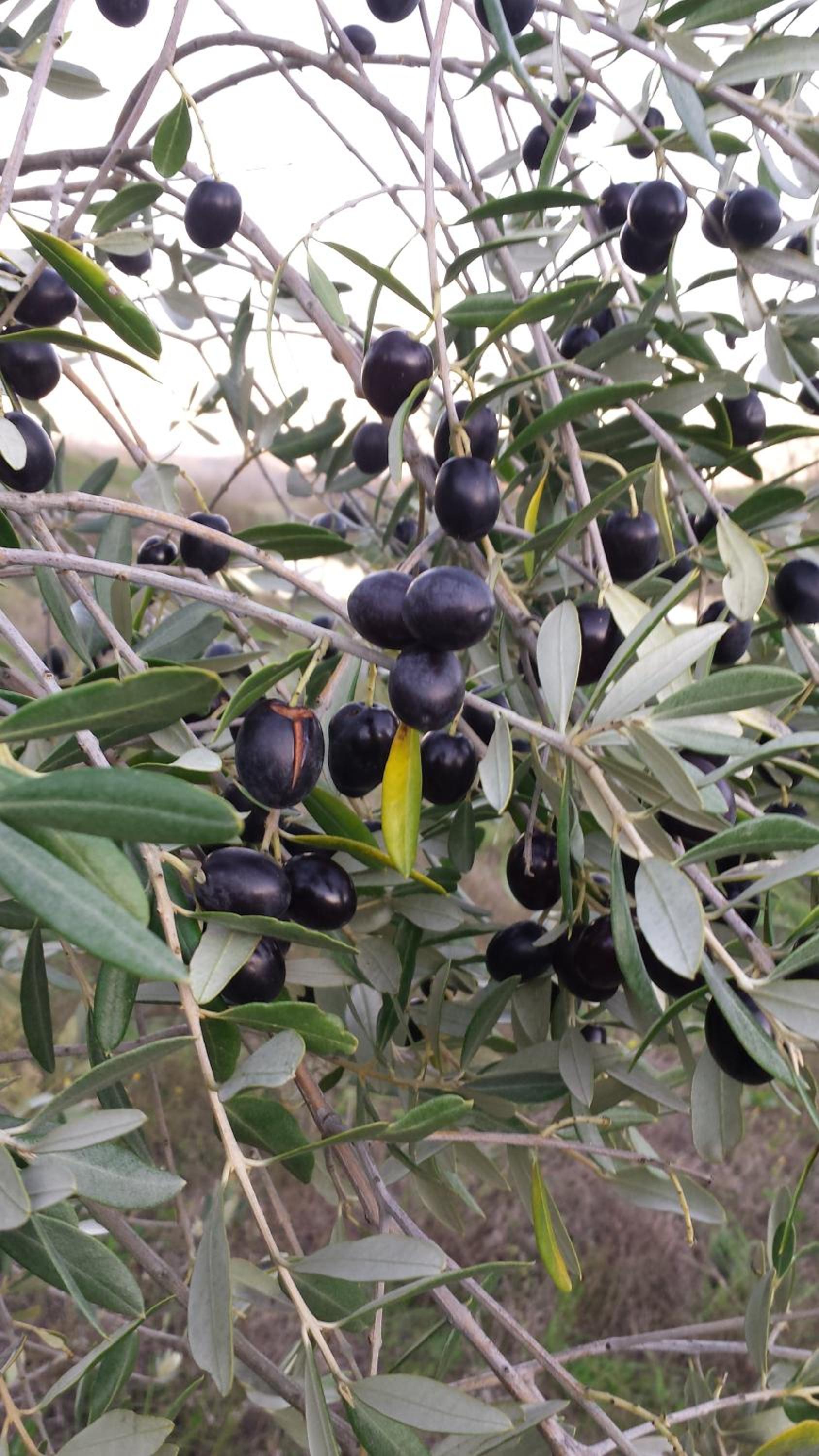 Agriturismo Il Poggiarello