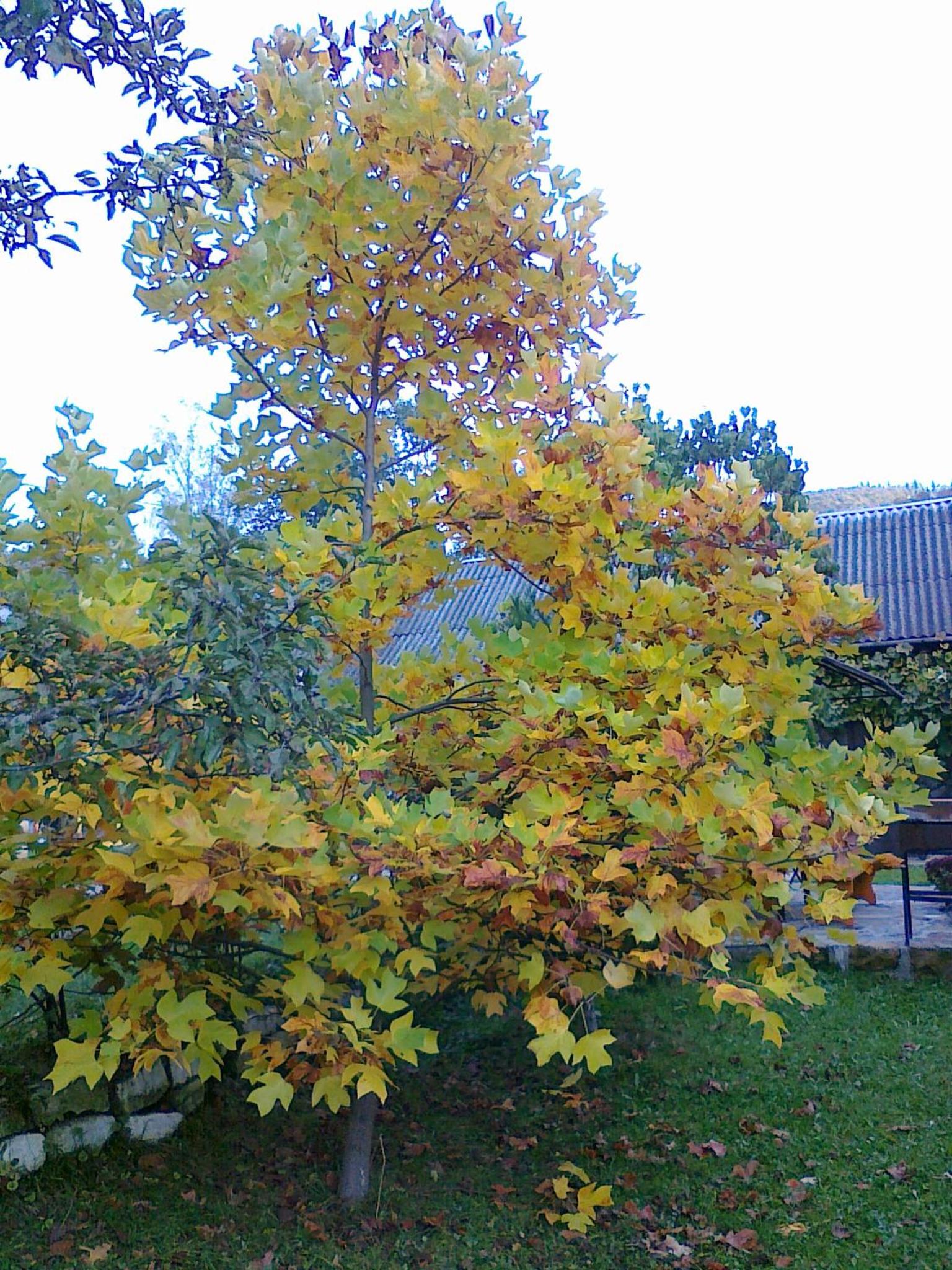 Photo 40