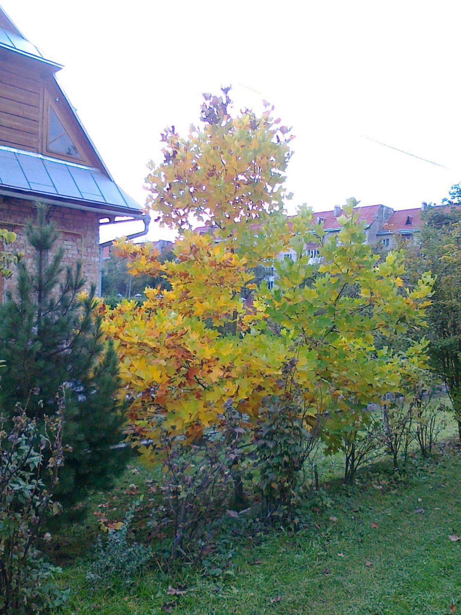 Photo 39