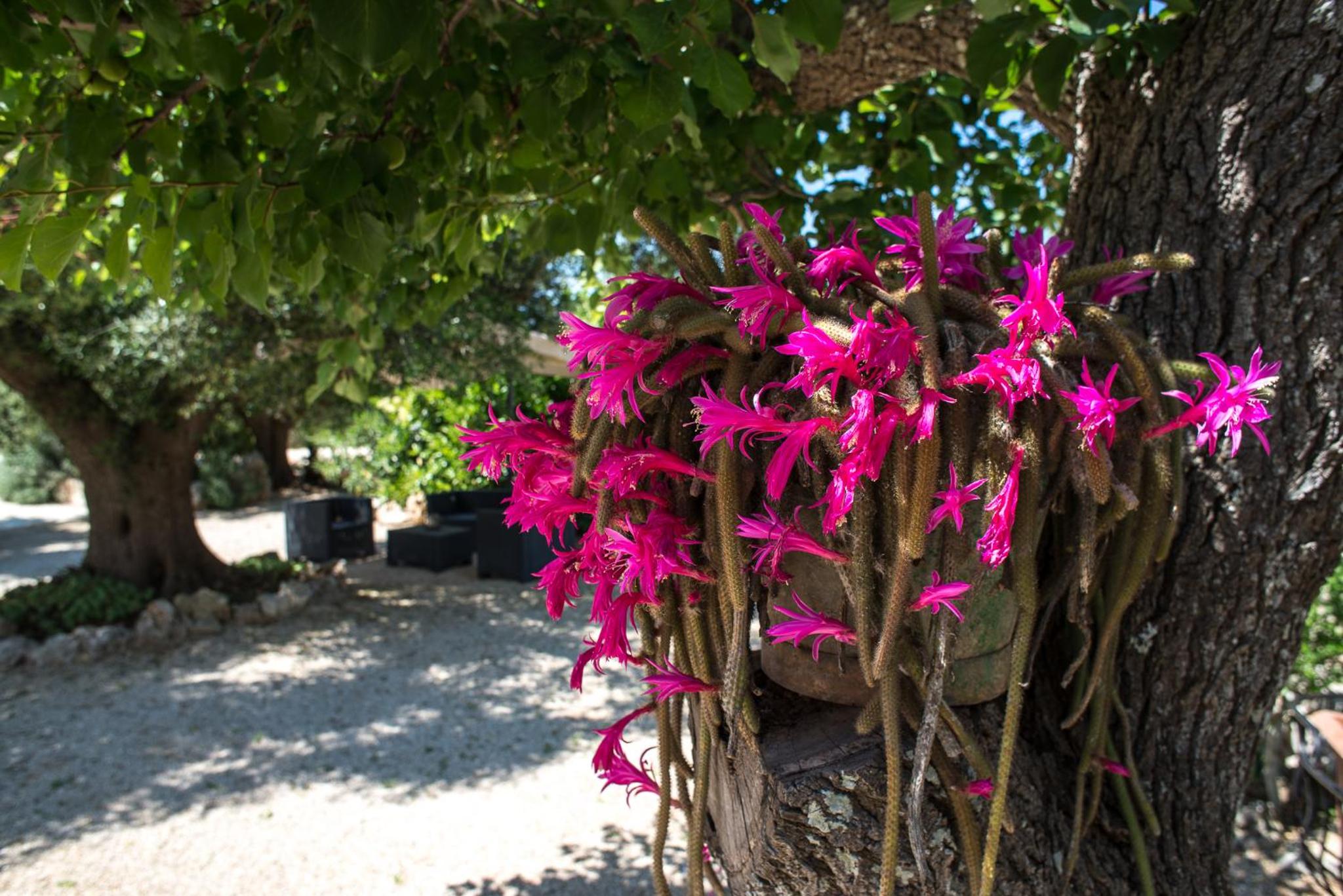 Agriturismo Grotta Di Figazzano