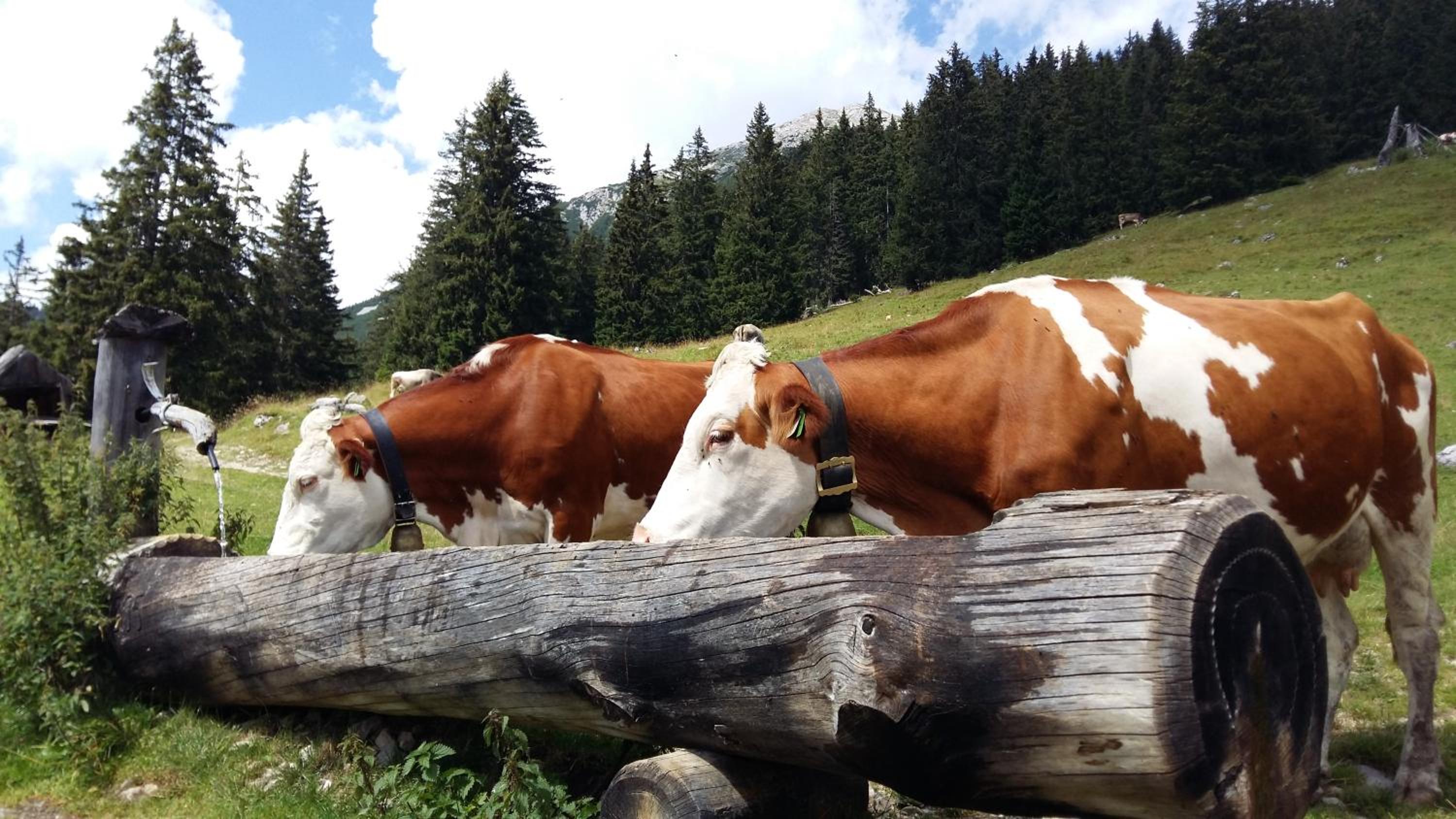 Alpenhof