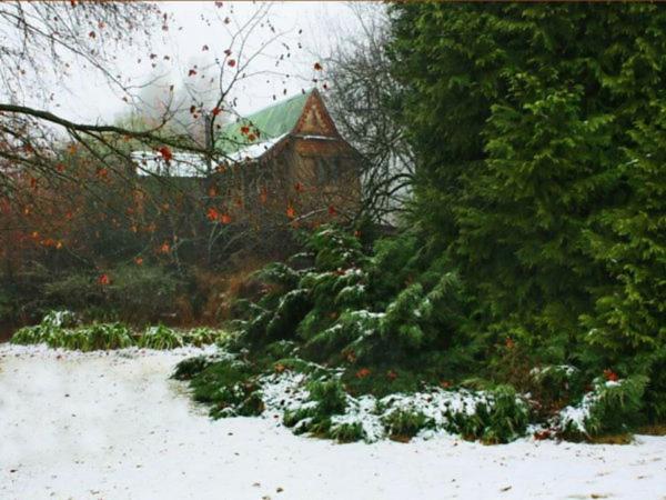 Sycamore Avenue Treehouses & Cottages Accommodation