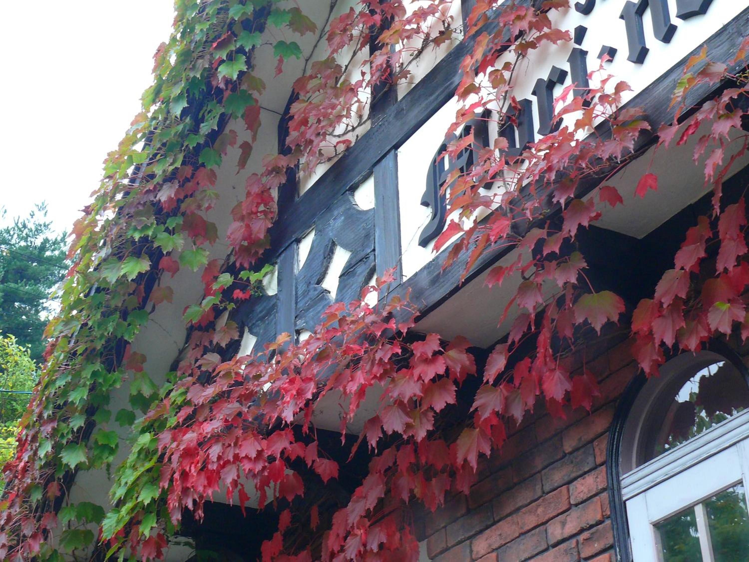 Country Inn Mori no Gorilla, Kitashiobara - 9