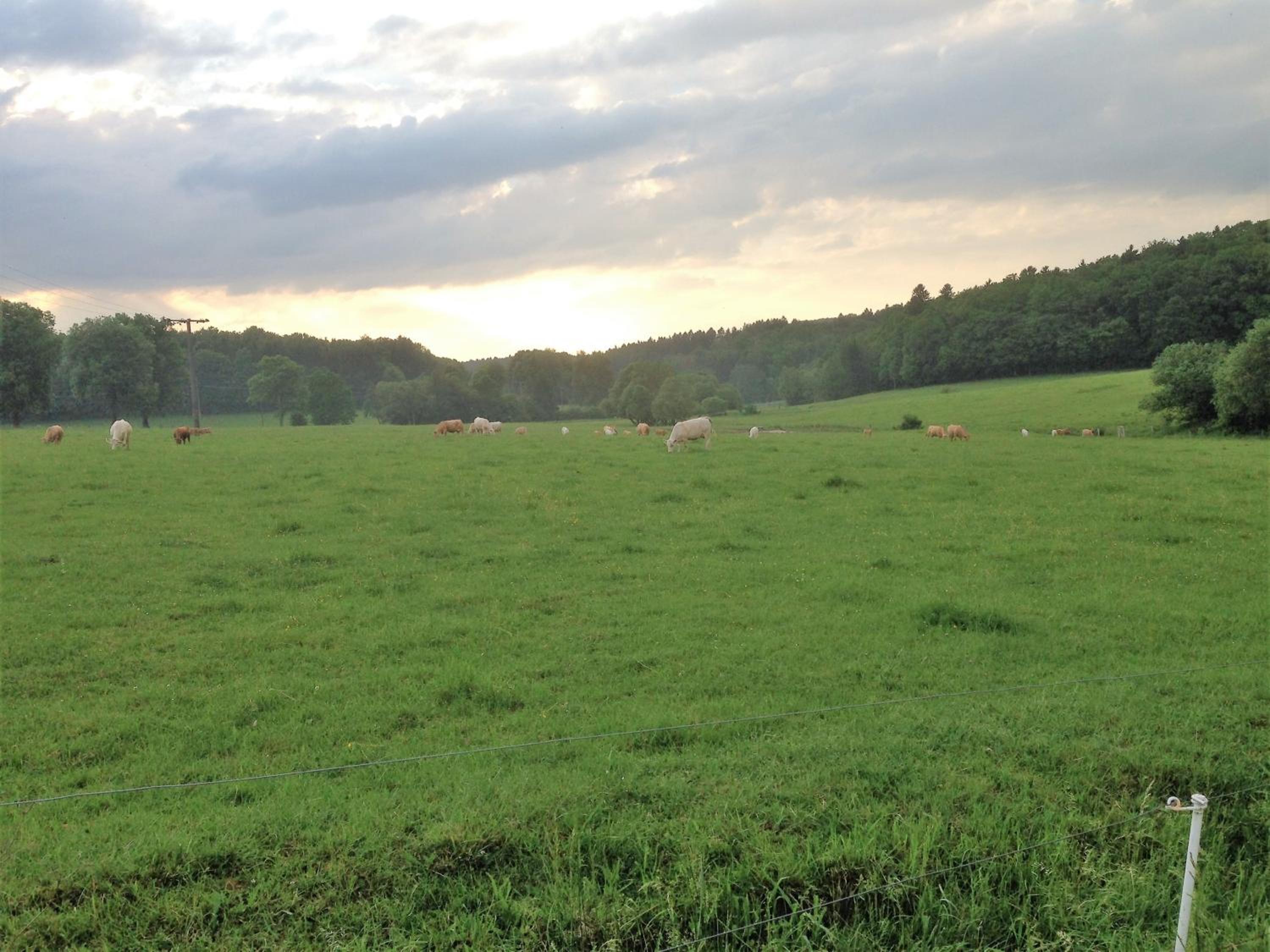 Ferienwohnung Baldus-Westerwald