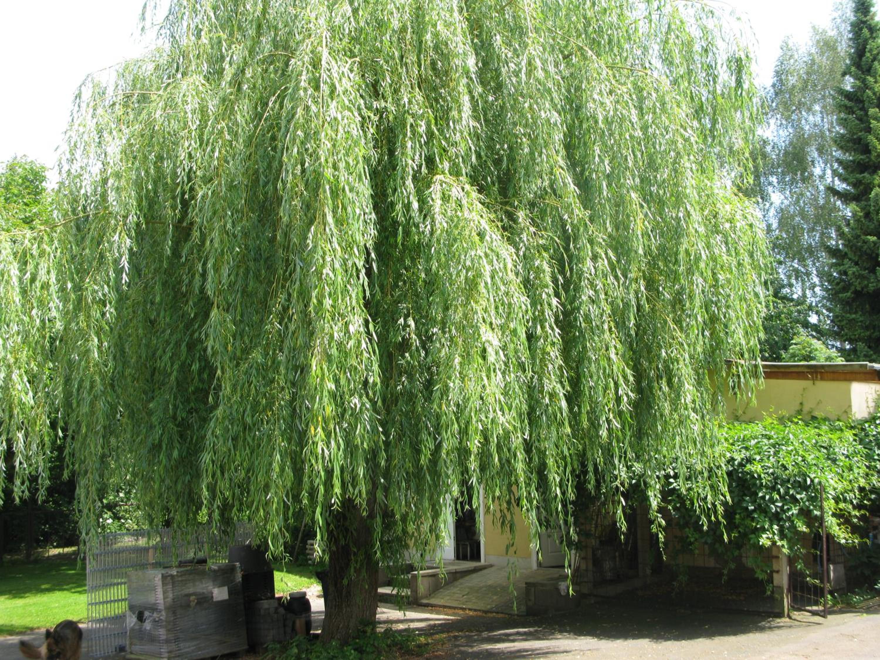 Fewo Weidenhof