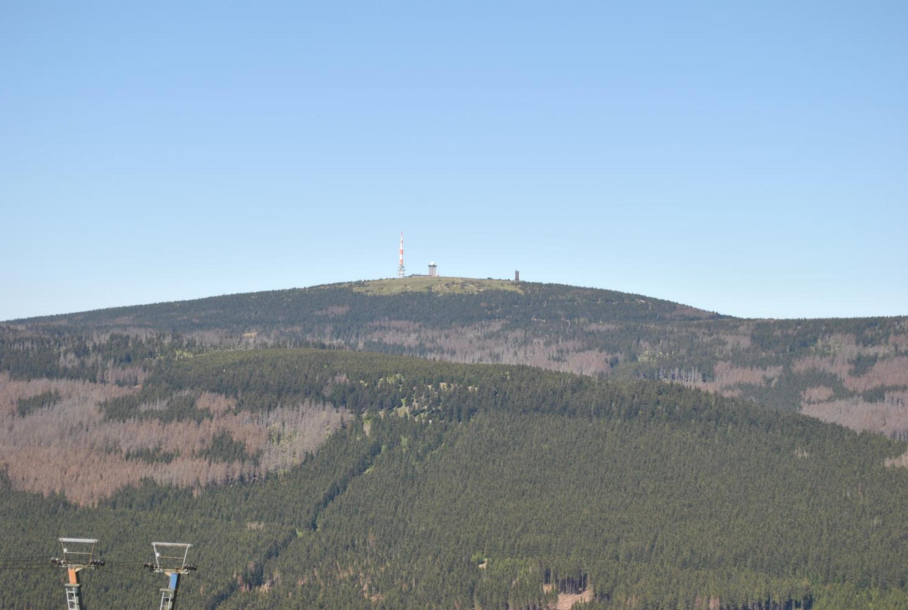 Harz-Rose