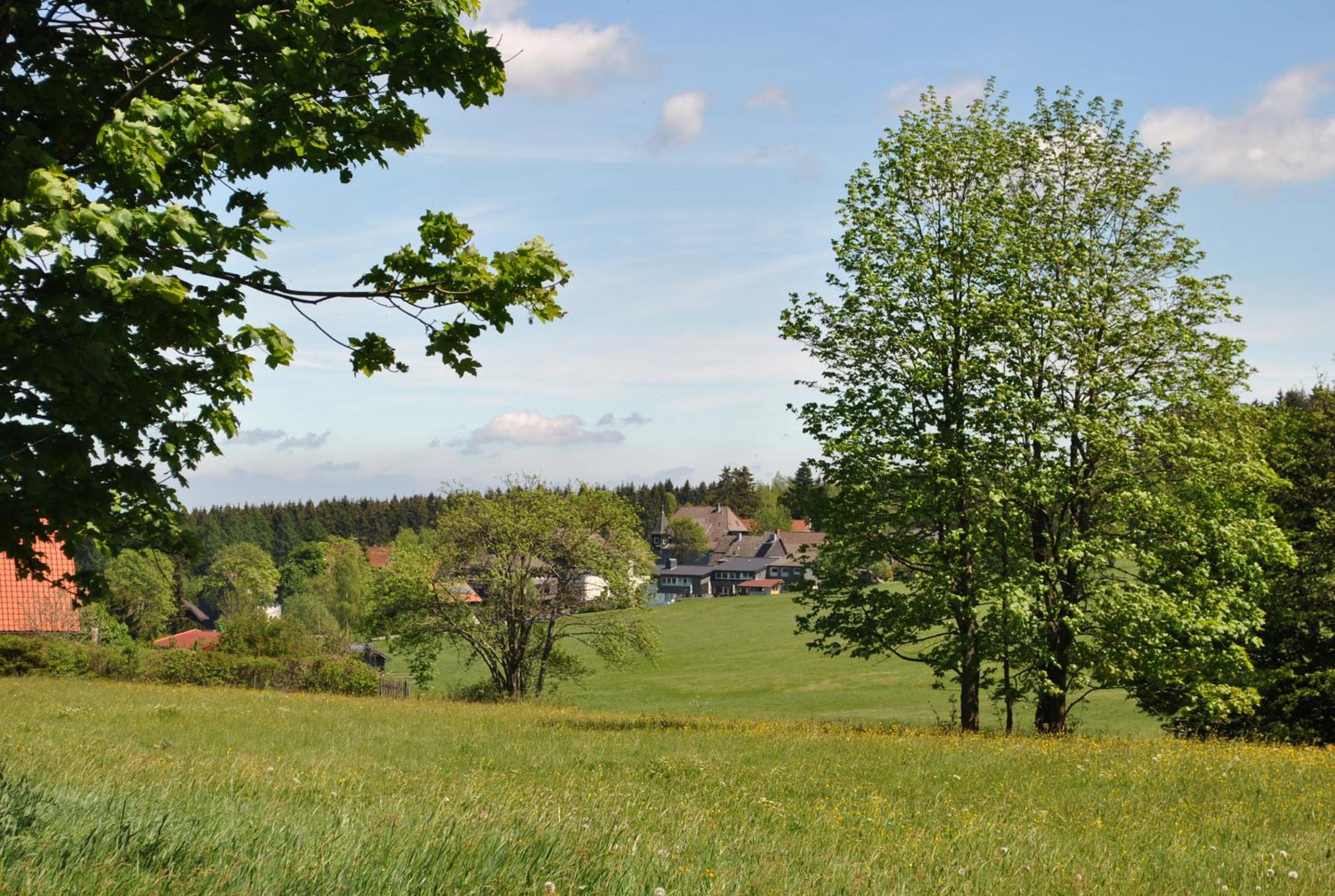 Harz-Rose