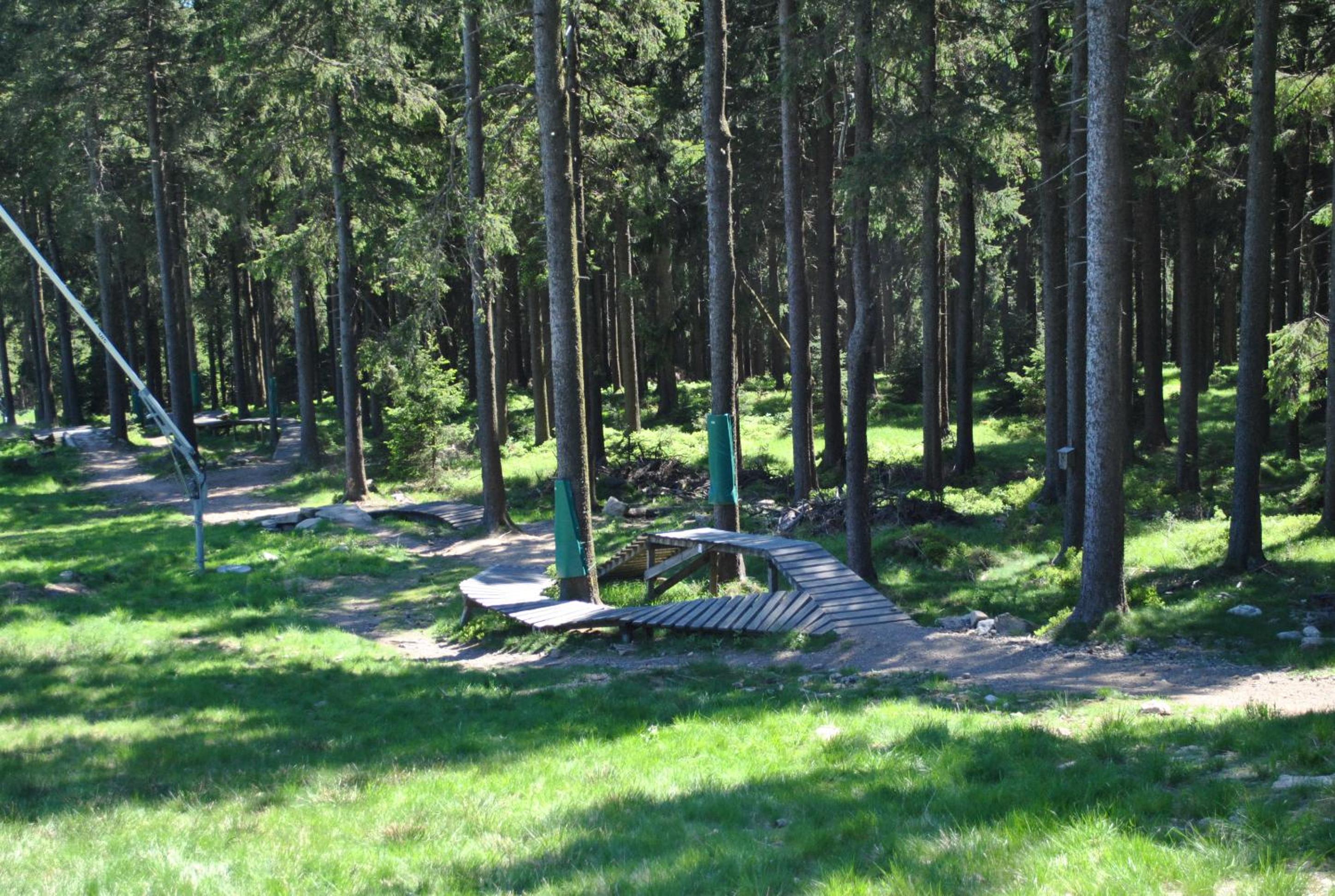 Harz-Rose
