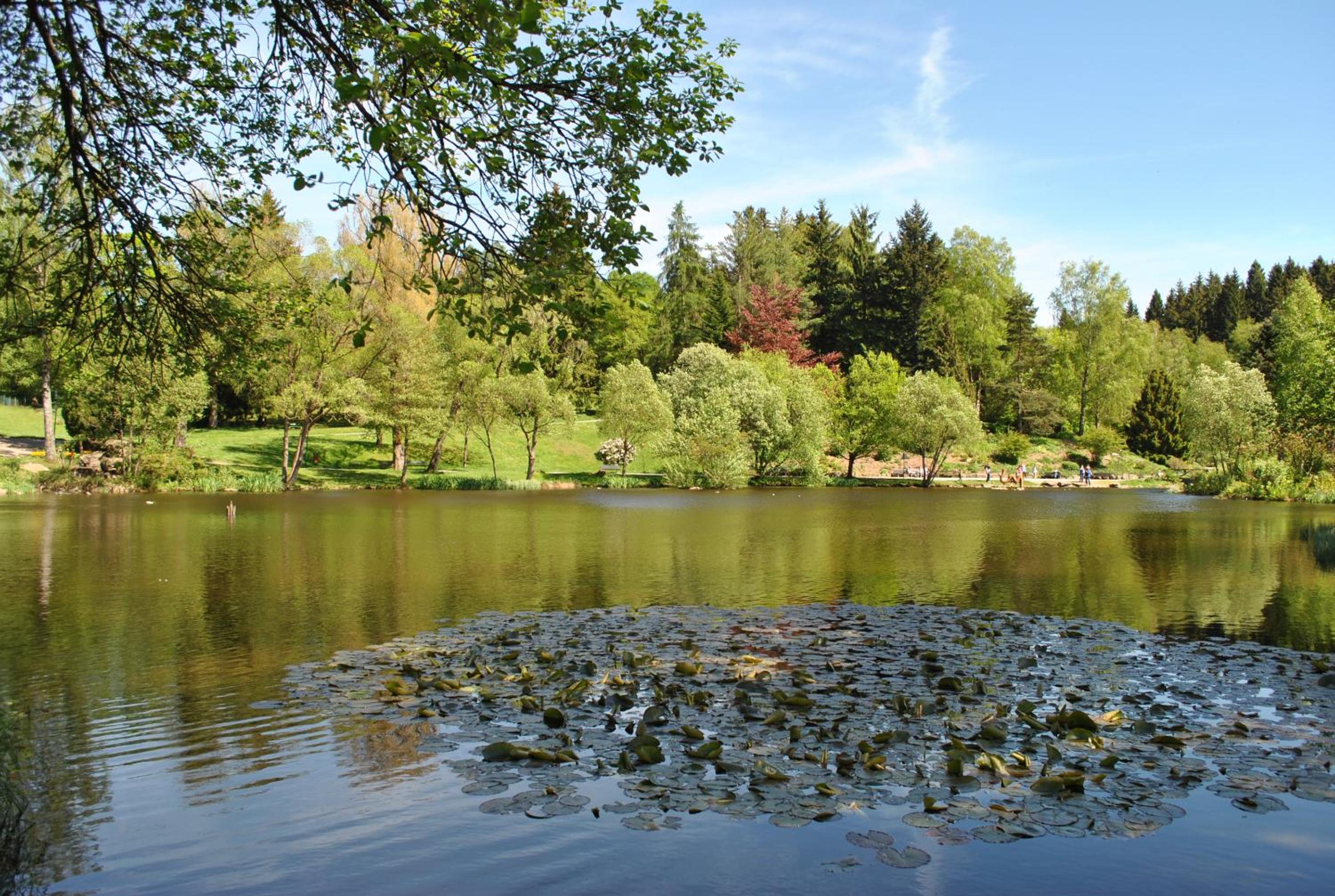 Harz-Rose
