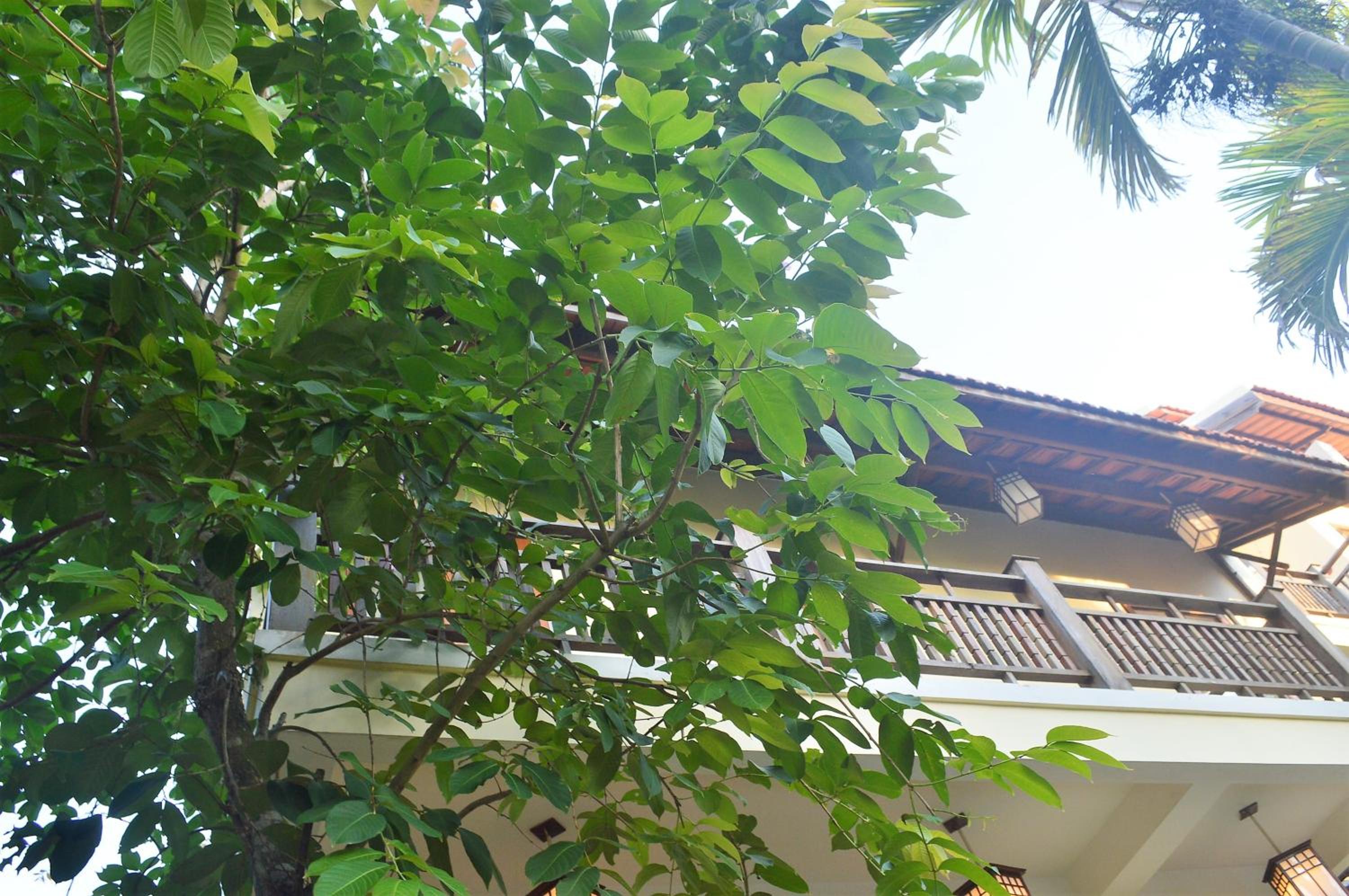 Villa Orchid Garden Riverside Hoi An
