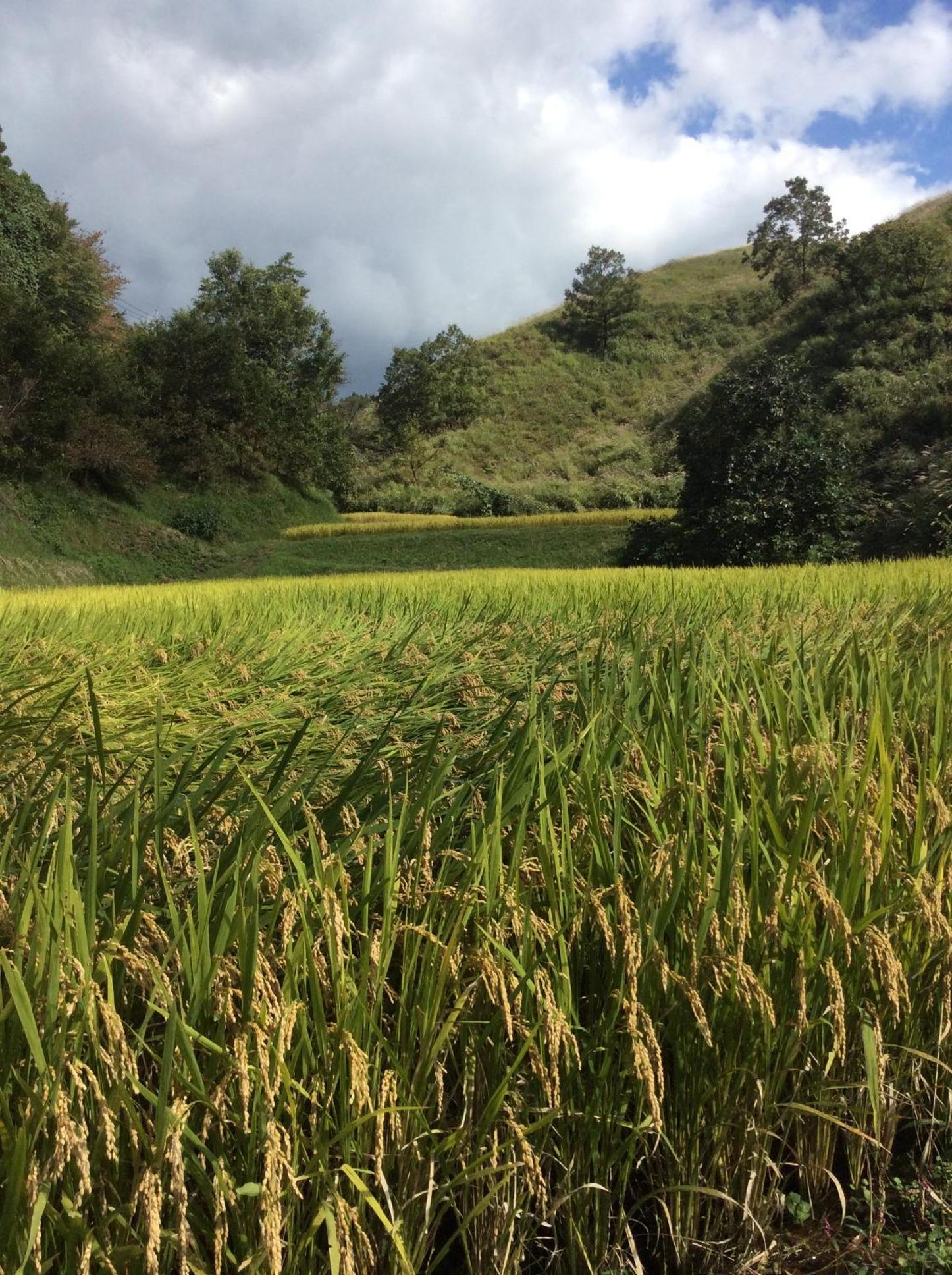 阿蘇扇温泉 おおぎ荘, fotografía 3