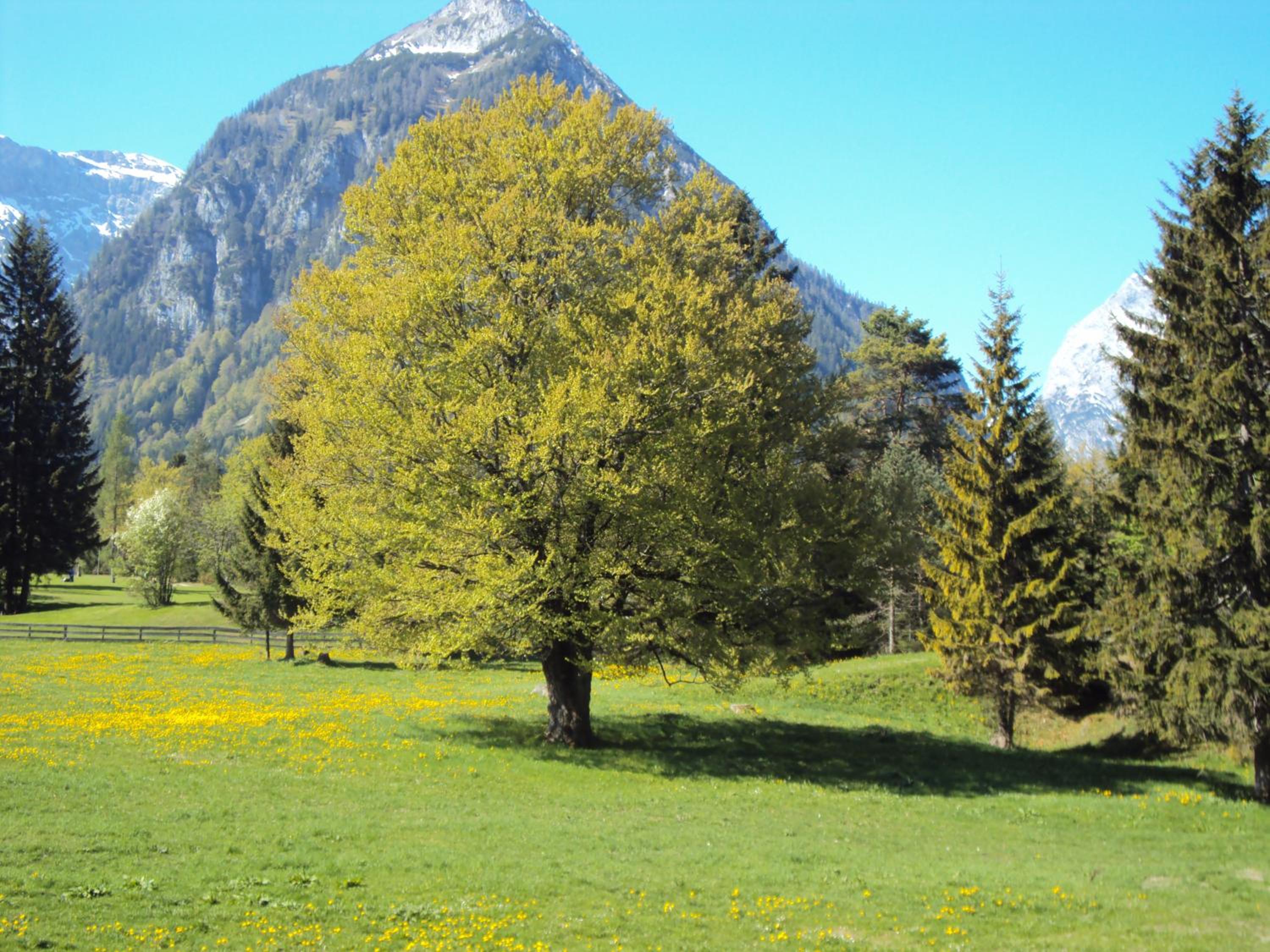 Bergheim